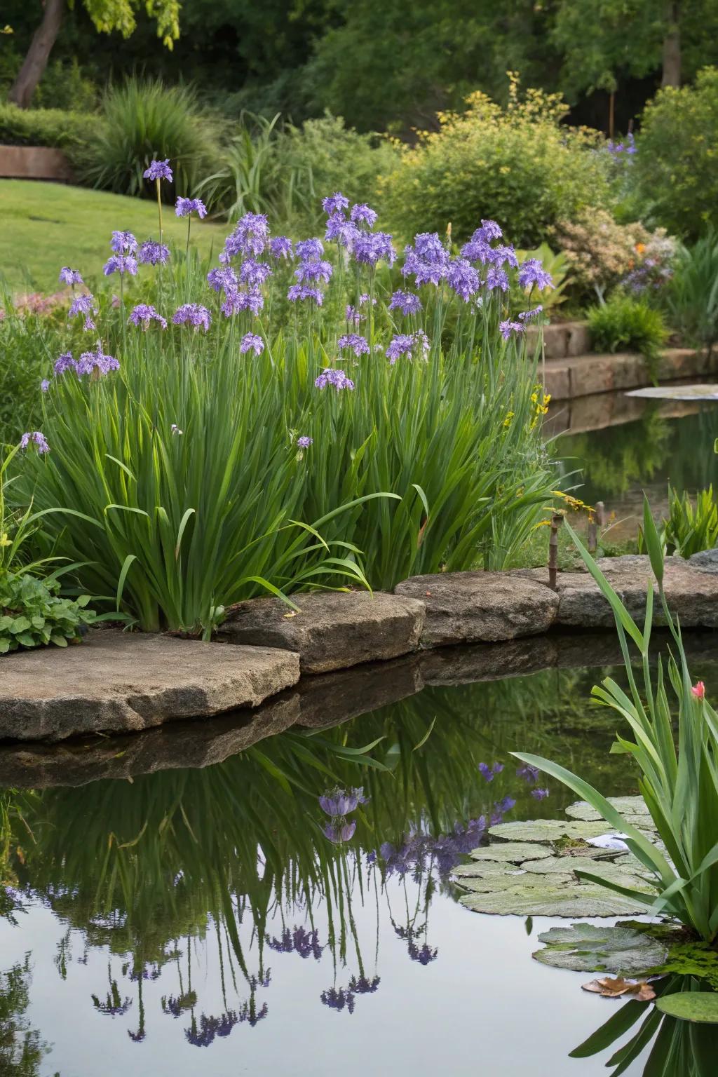 African irises create a harmonious blend of color and tranquility near water features.