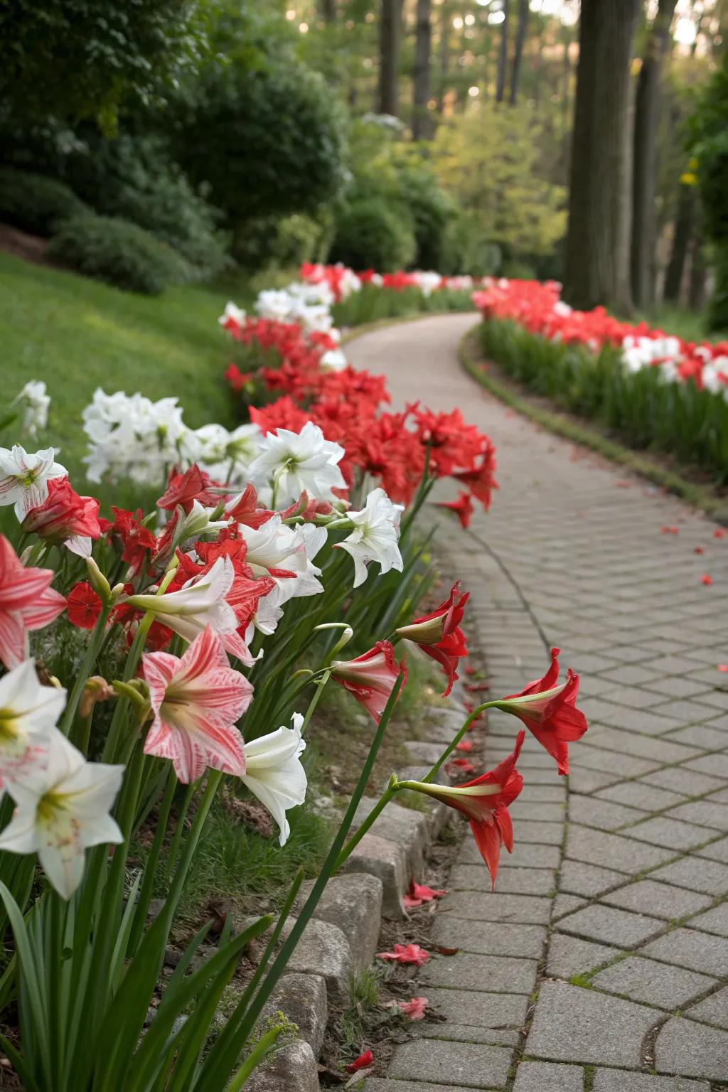 Amaryllis creates a stunning border along this garden path.