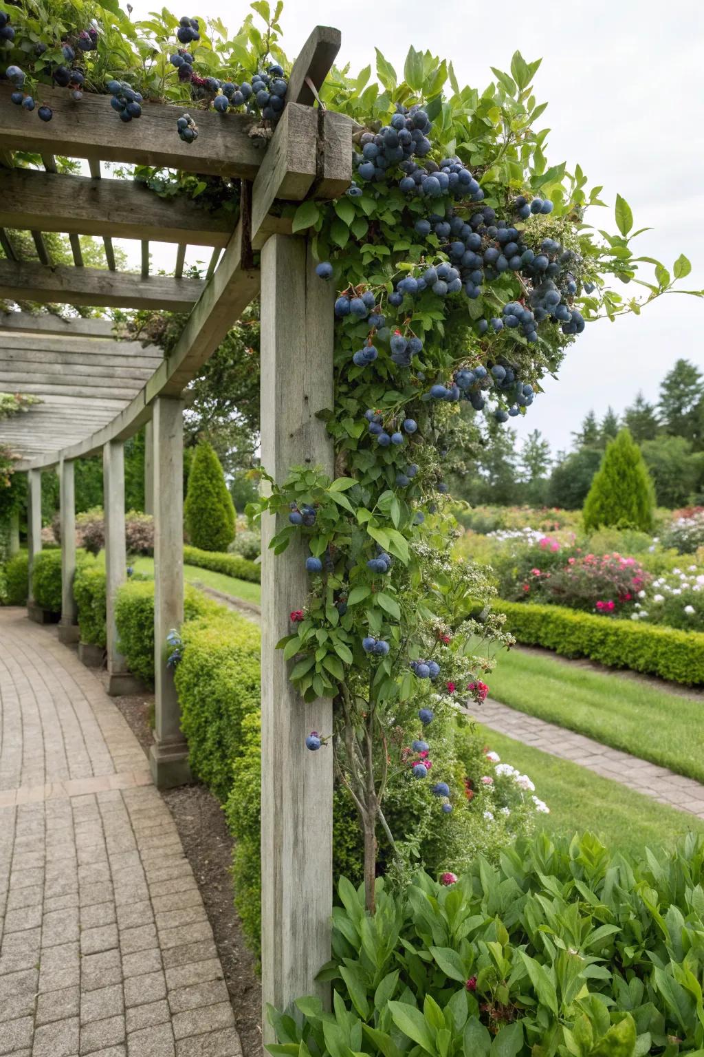 A picturesque pergola adorned with vibrant blueberry vines.