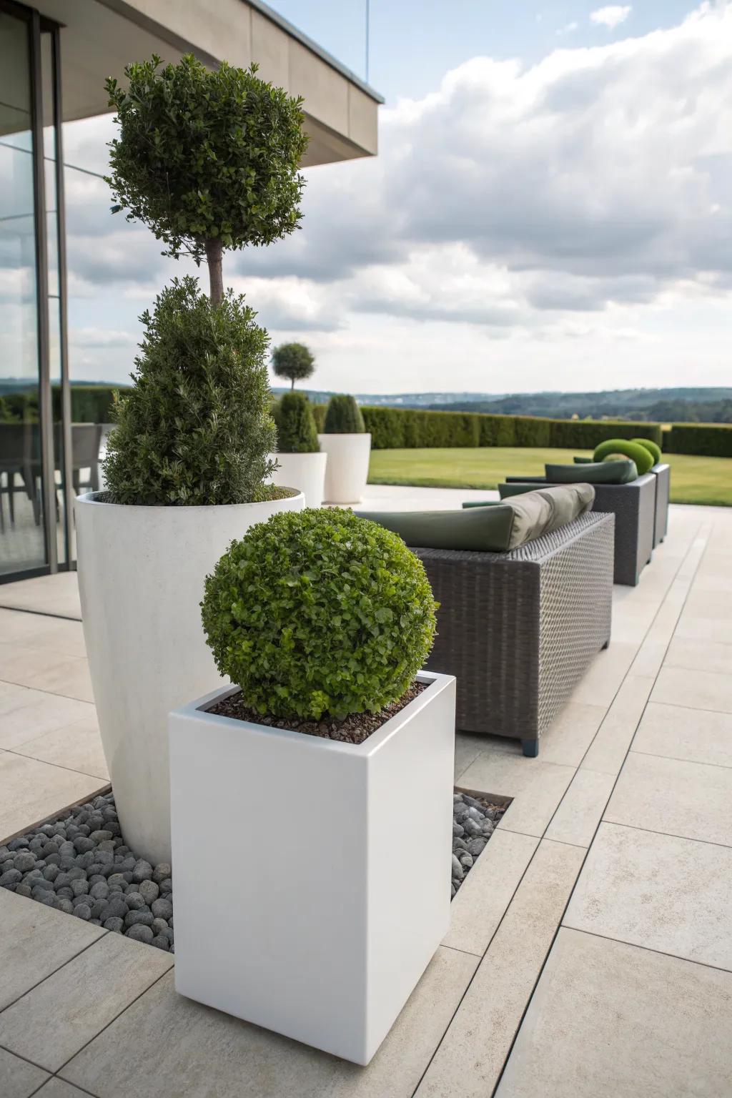 Embrace minimalism with modern boxwood planter designs.