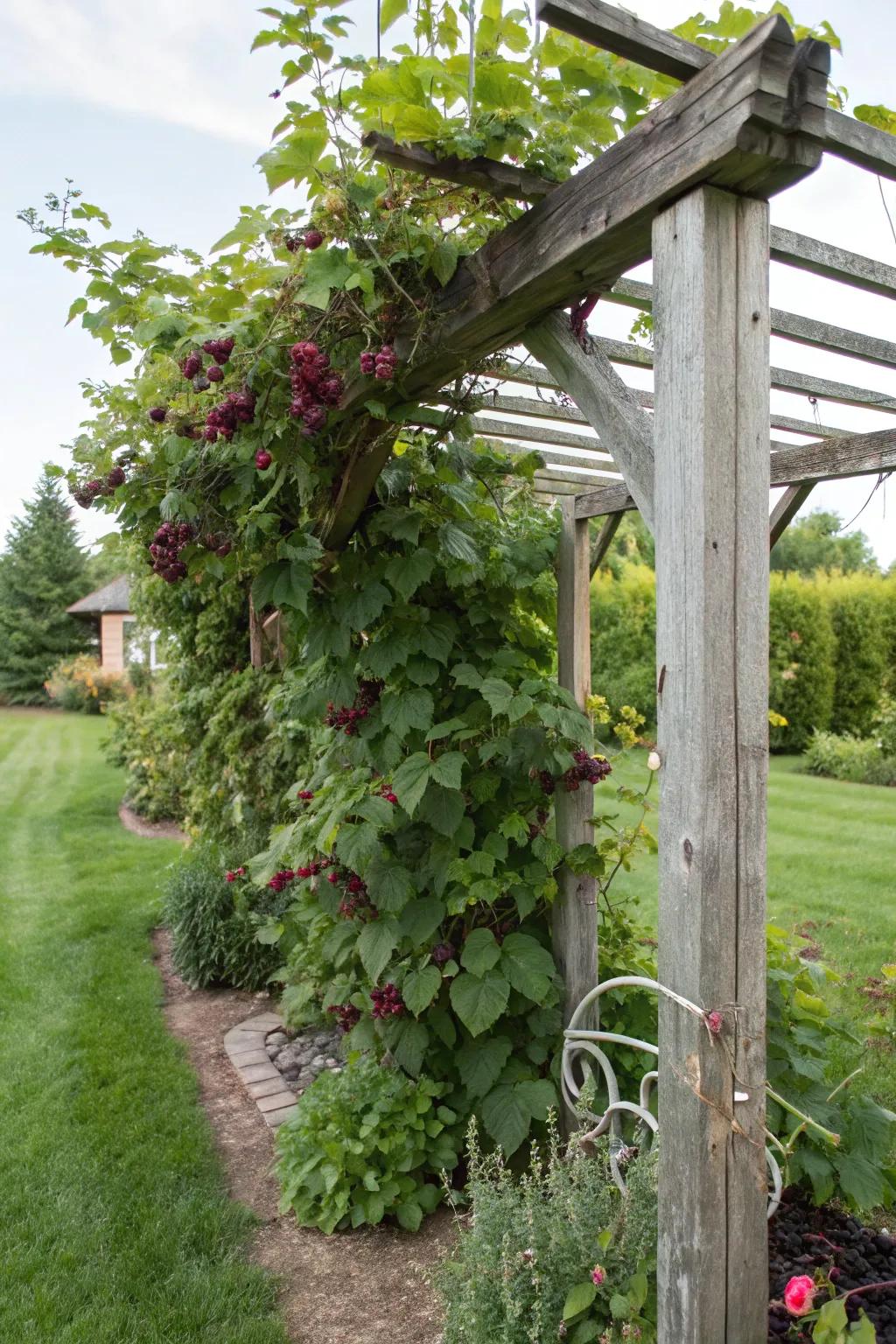A classic wooden trellis is both timeless and functional for boysenberries.