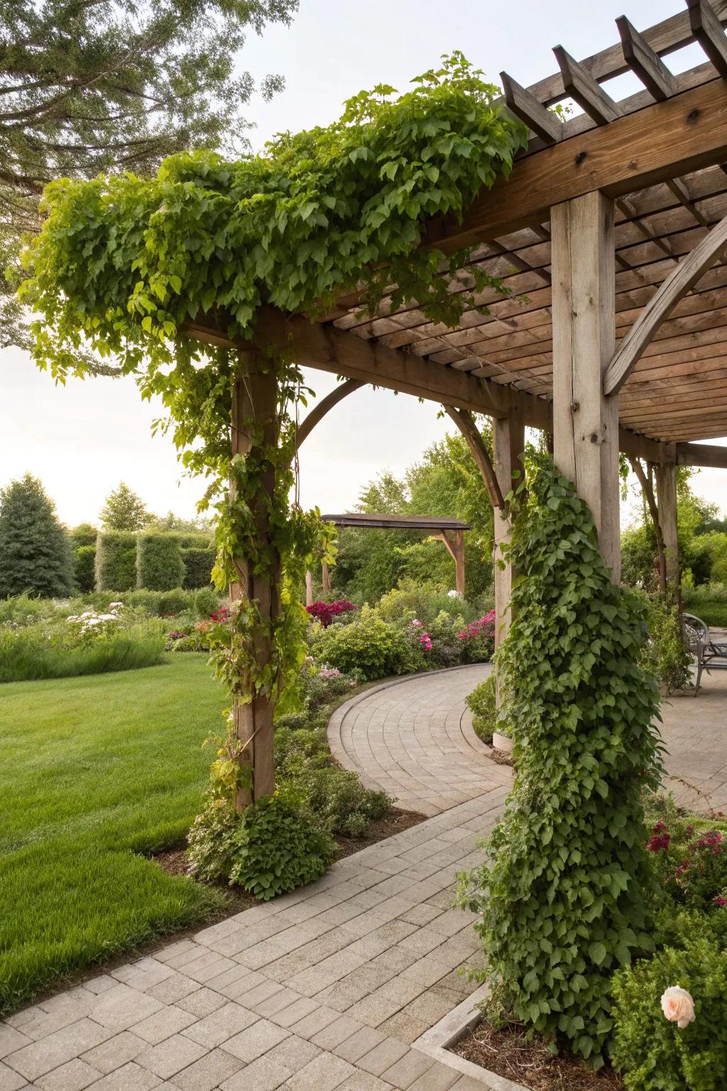 A wooden pergola canopy with climbing vines creating a charming outdoor space.