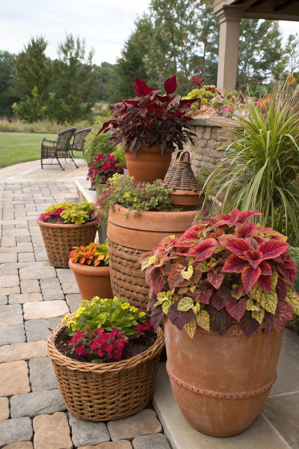 Mix and Match Pot Designs with Coleus