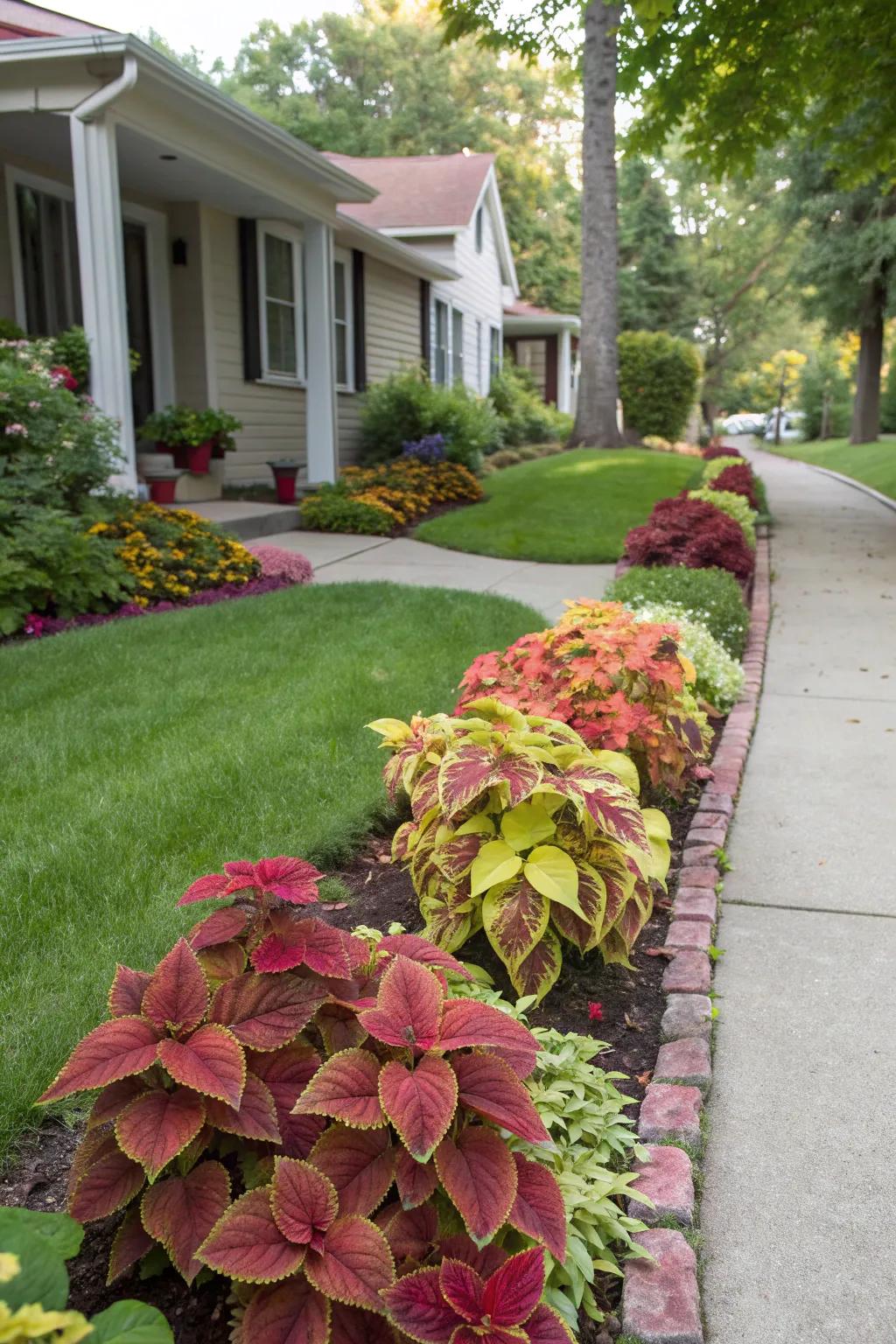 Coleus borders add a pop of color to any front yard.