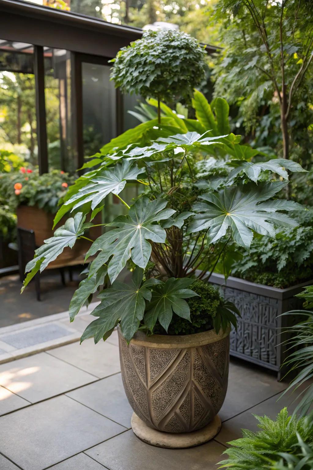 Japanese Aralia adds a tropical feel to shaded areas.