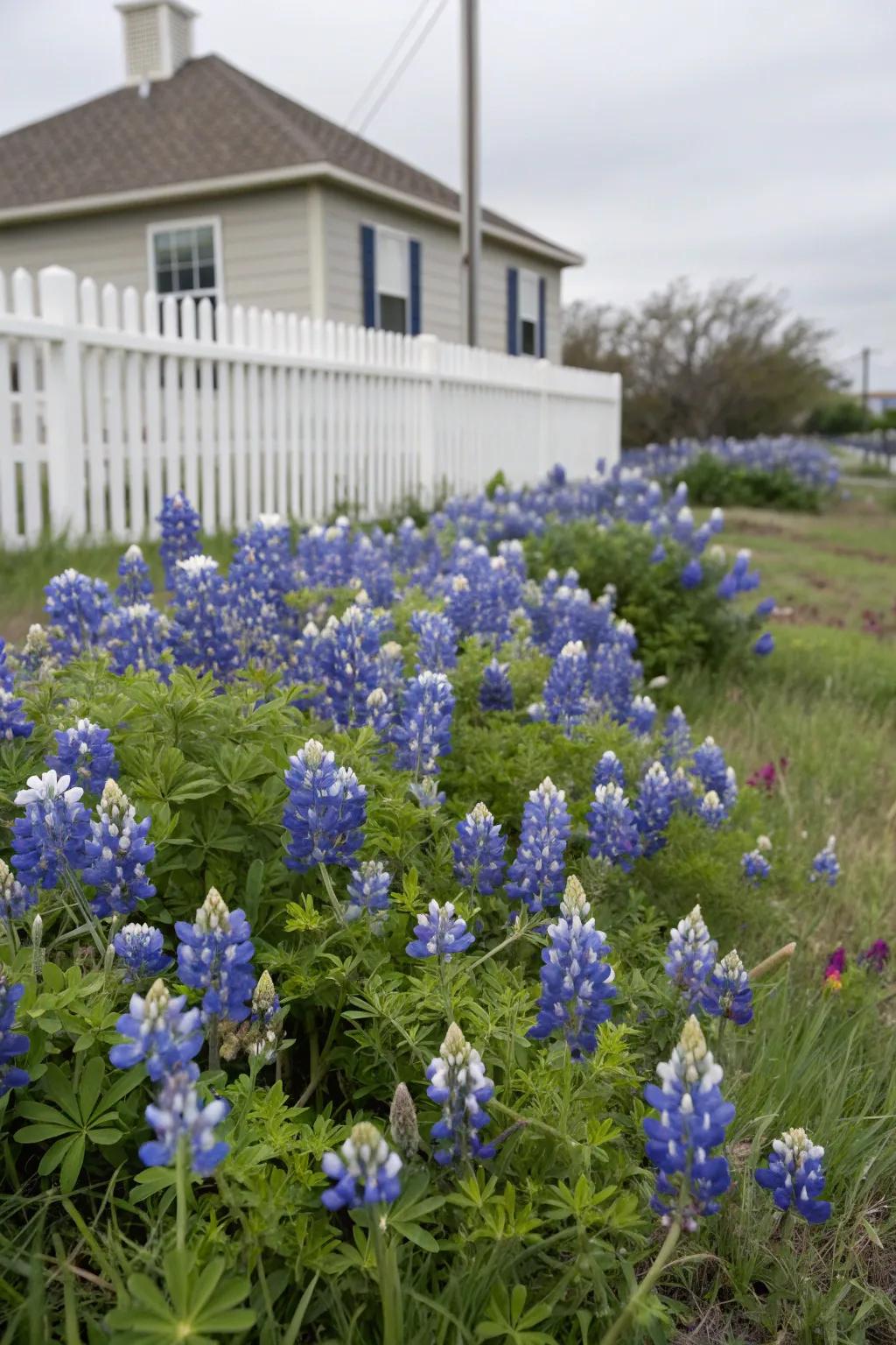 Clusters of Texas Bluebonnets creating a stunning blue display in the front yard.