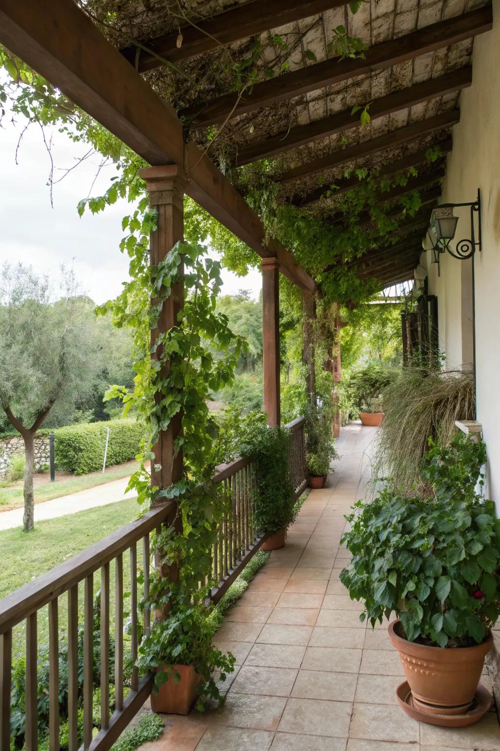 A serene veranda adorned with climbing plants and vibrant potted greenery.