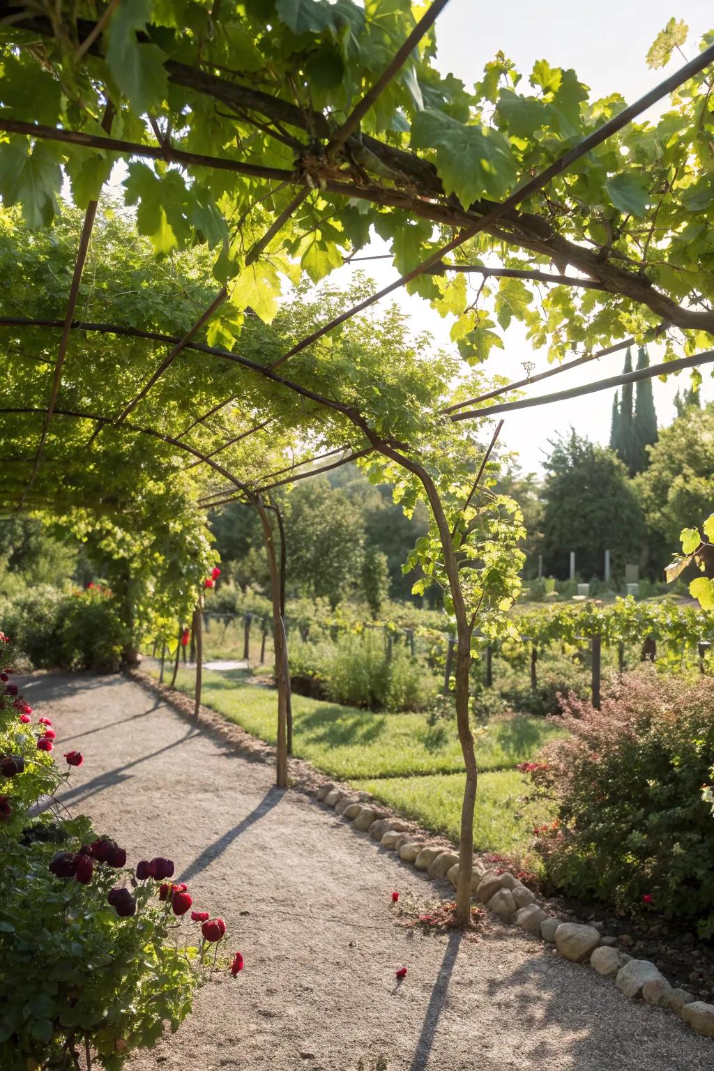 A classic wire trellis elegantly supporting grape vines.