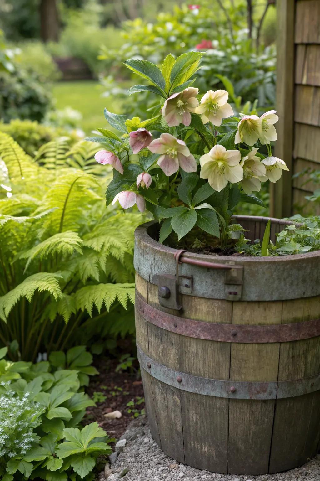 A rustic wooden barrel makes an inviting home for hellebores.