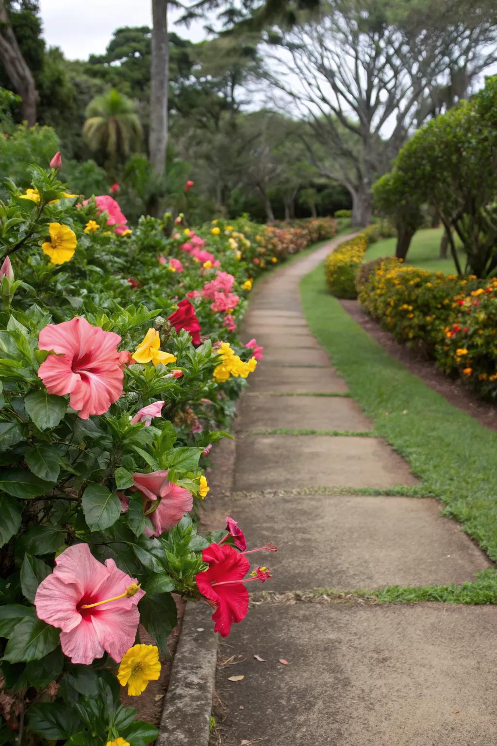 Create striking garden borders with vibrant hibiscus plants.
