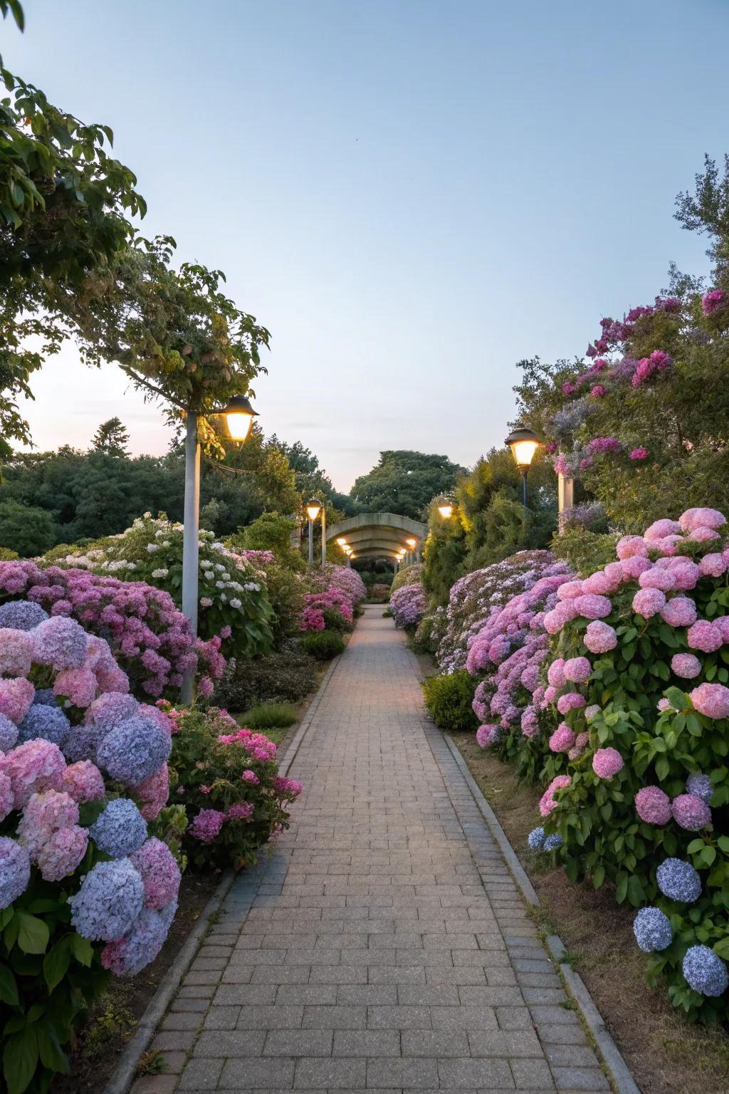 Hydrangeas lining a garden pathway, adding a splash of color.