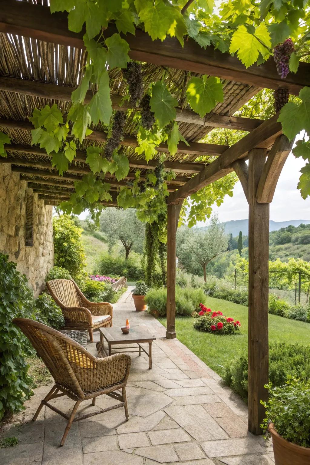 A pergola adorned with grapevines creates an inviting shaded spot.