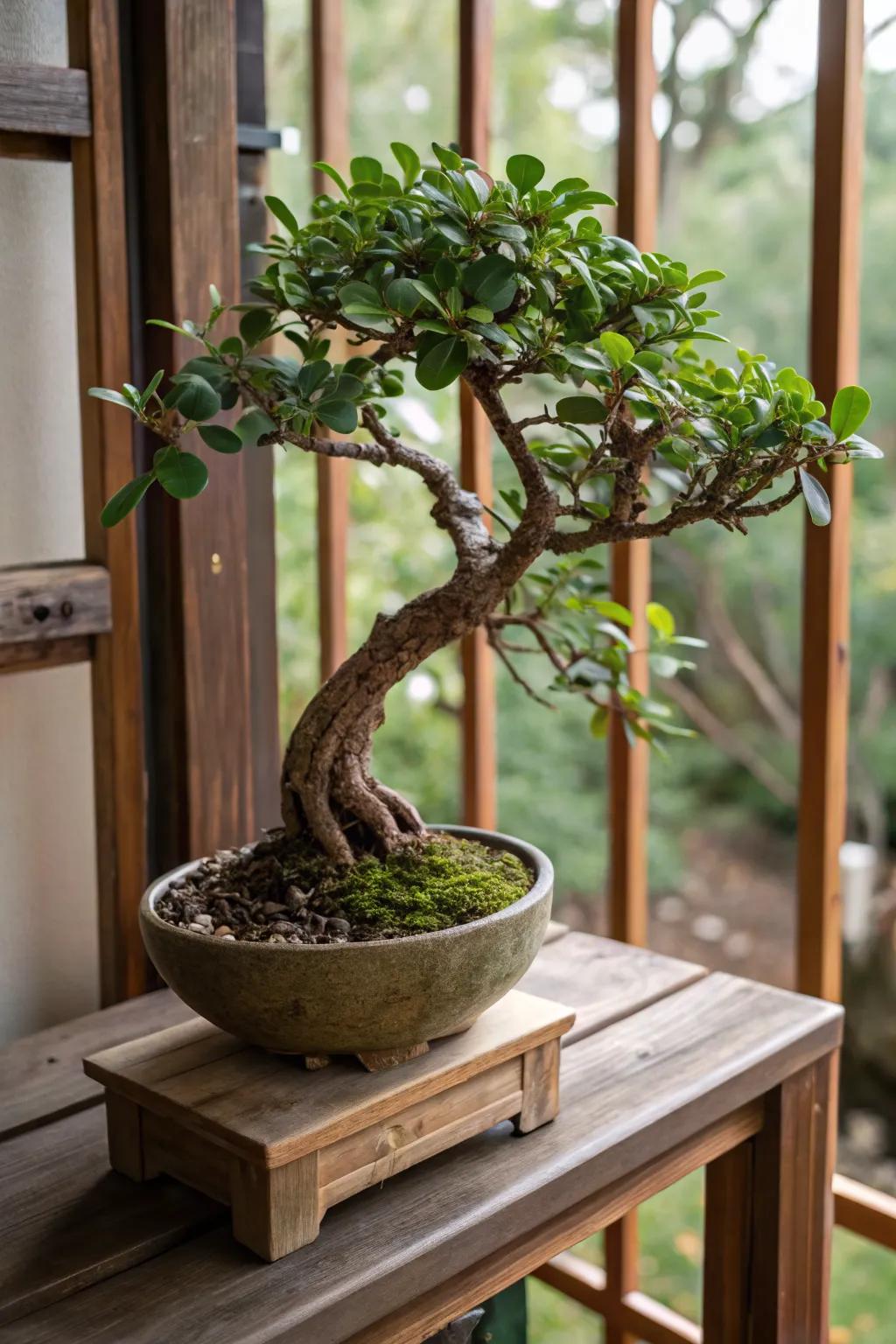 Classic elegance with a jade bonsai in informal upright style.