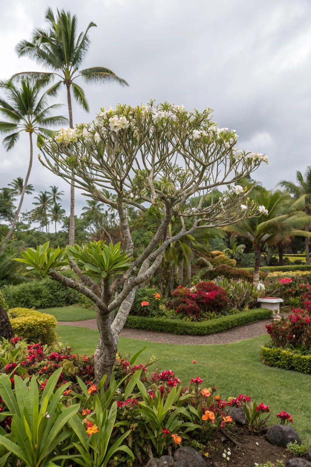 A frangipani tree stands as a vibrant focal point in a lush garden.