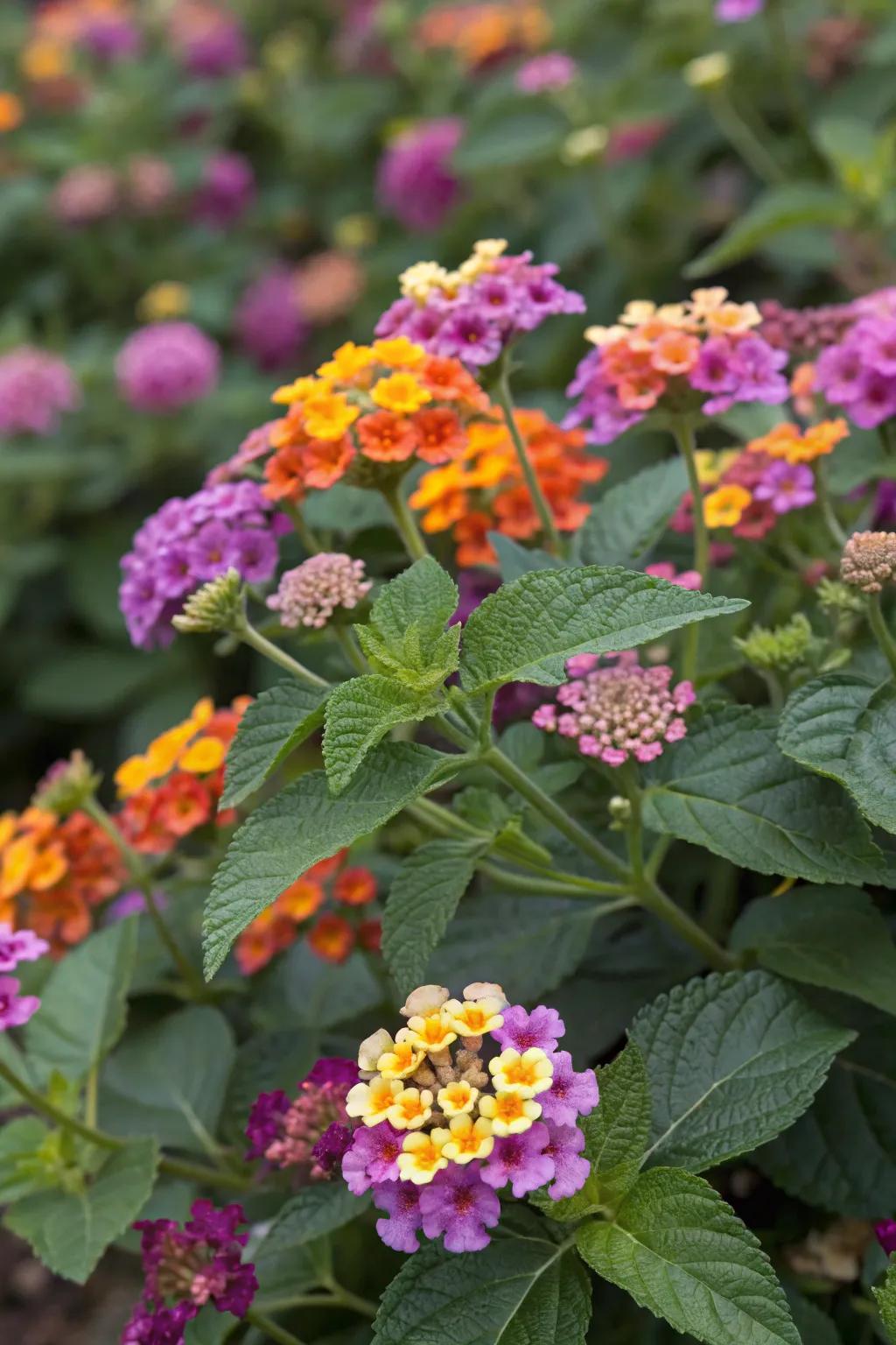 An array of lantana flowers in bold colors, creating a visual delight in the garden.