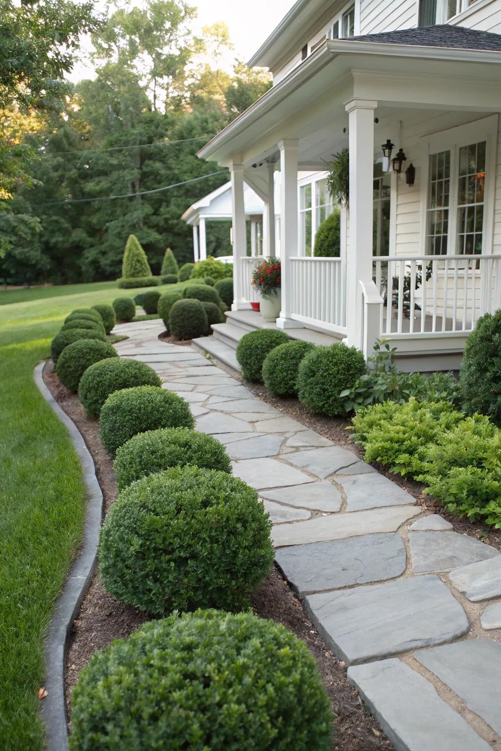 Dwarf Boxwood shrubs bring a timeless elegance to any front yard.
