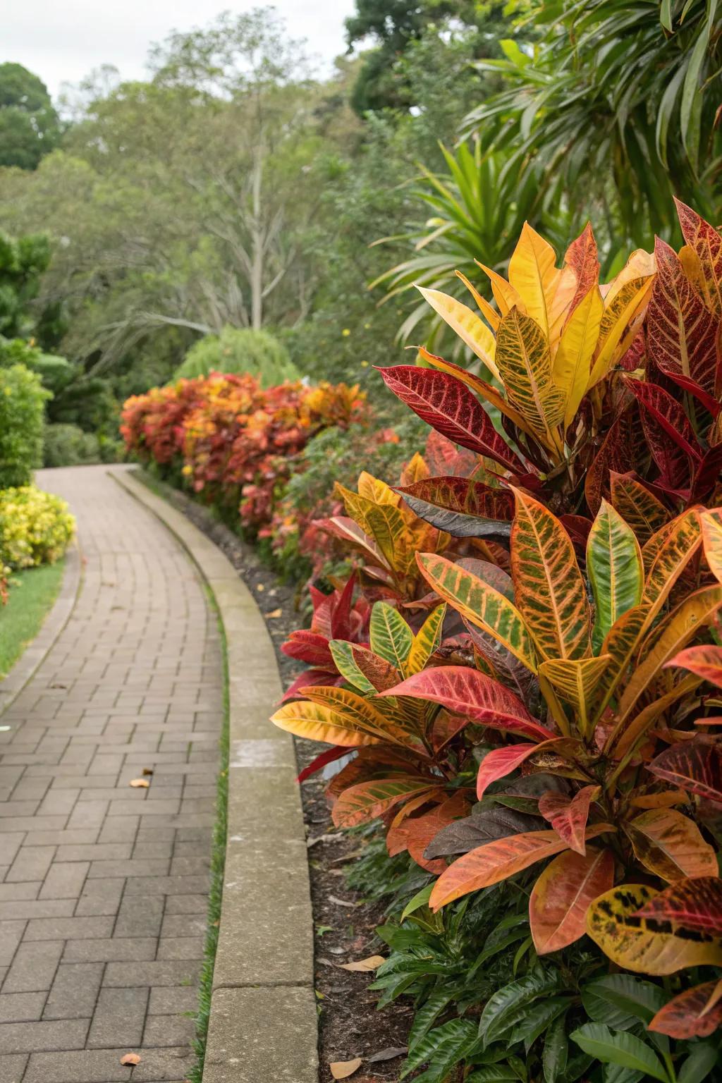 Mammy Crotons creating a vivid border along a garden pathway.