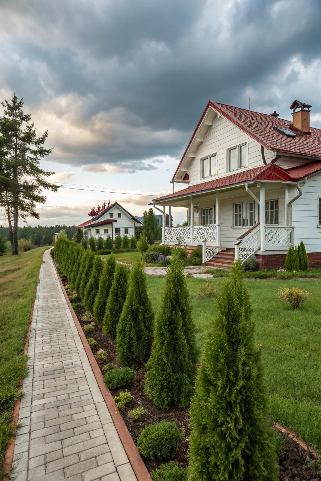 Create a welcoming entry with mugo pines in your front yard.