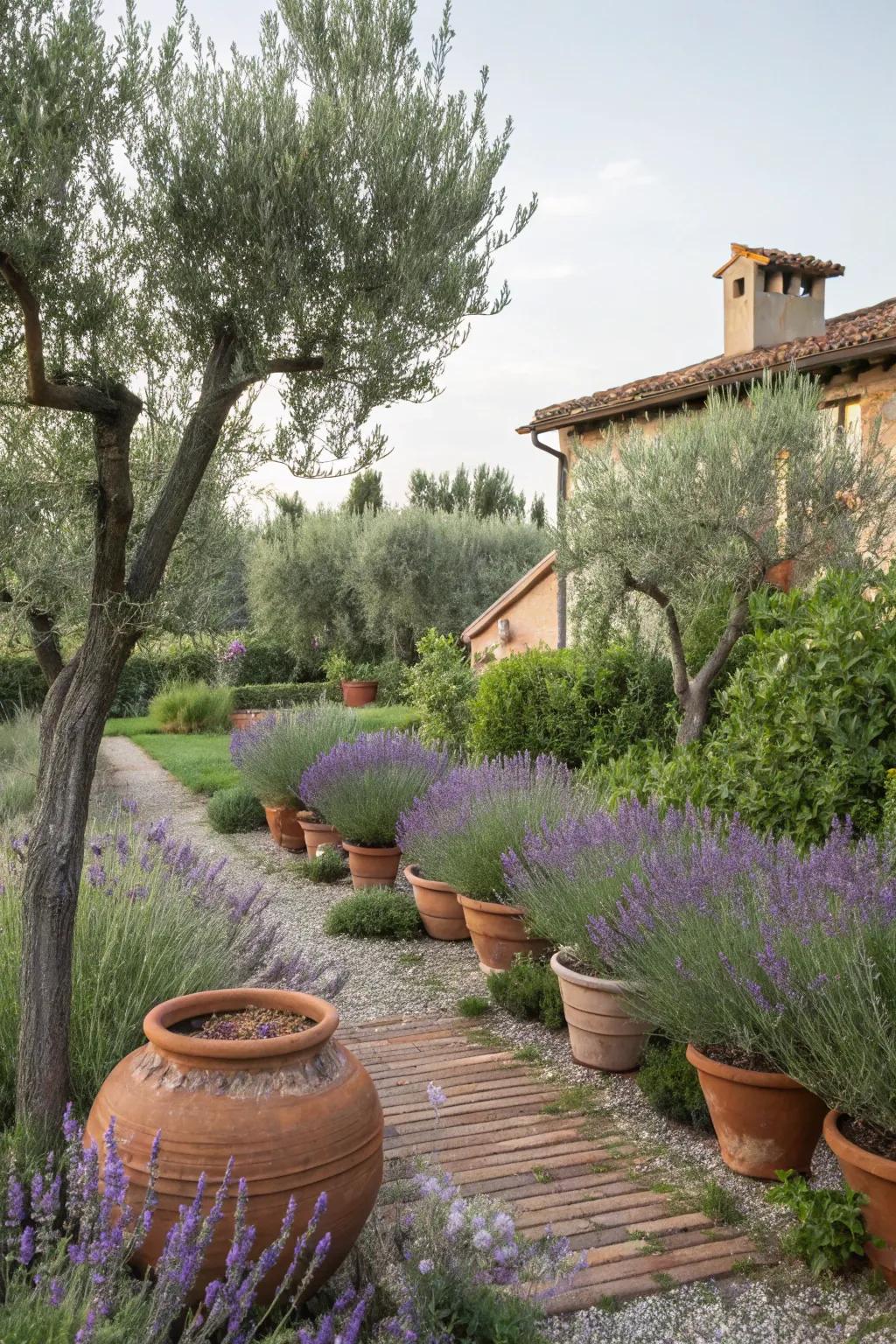 A Mediterranean garden featuring olive trees, terracotta pots, and lavender.