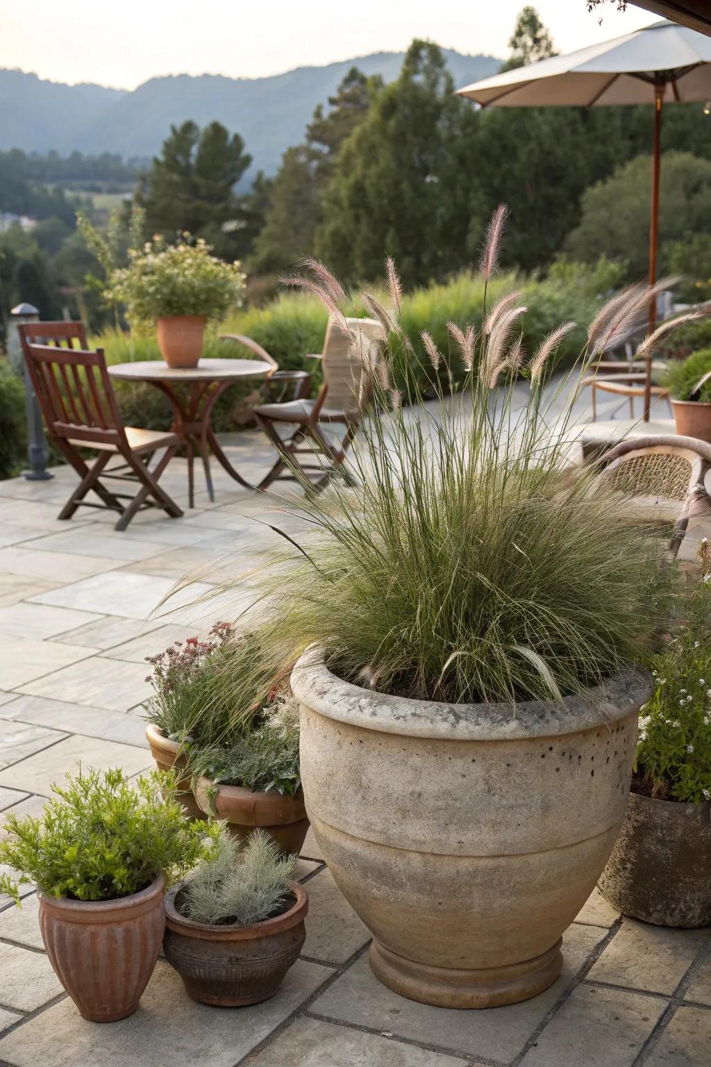 Majestic fountain grass in a large pot, creating a focal point on the patio.