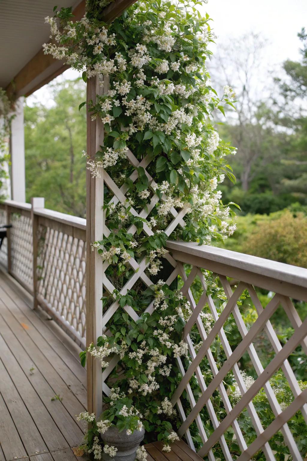 A lattice trellis adorned with jasmine offers natural beauty and privacy.