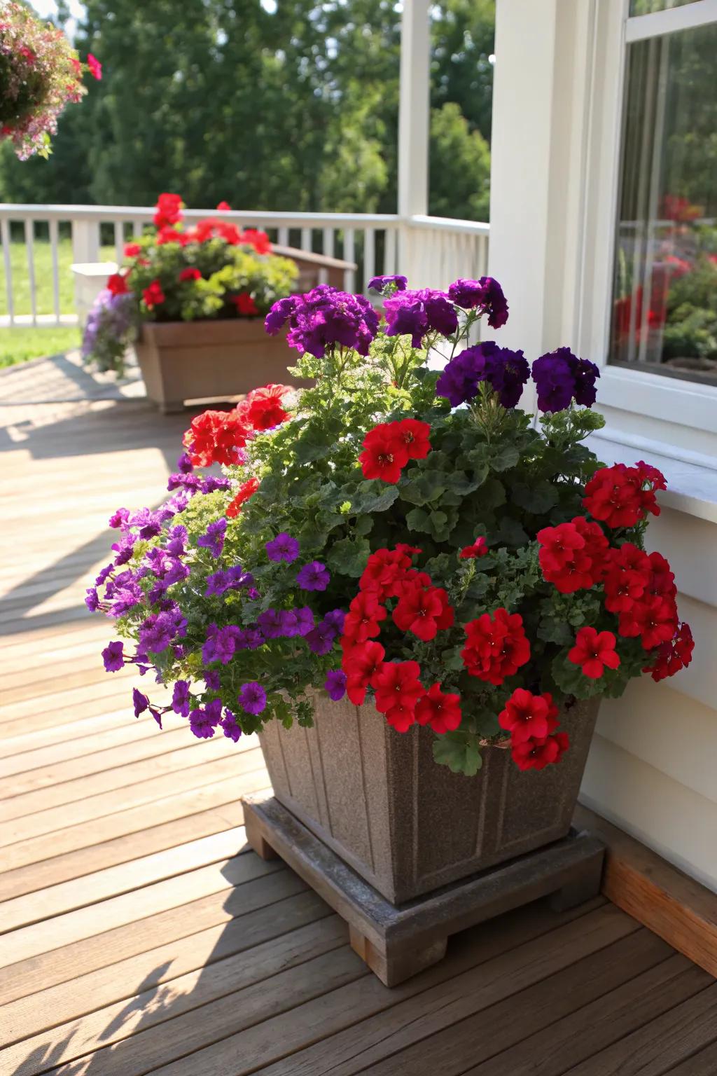 Vibrant red geraniums paired with purple petunias create a stunning contrast in this porch planter.