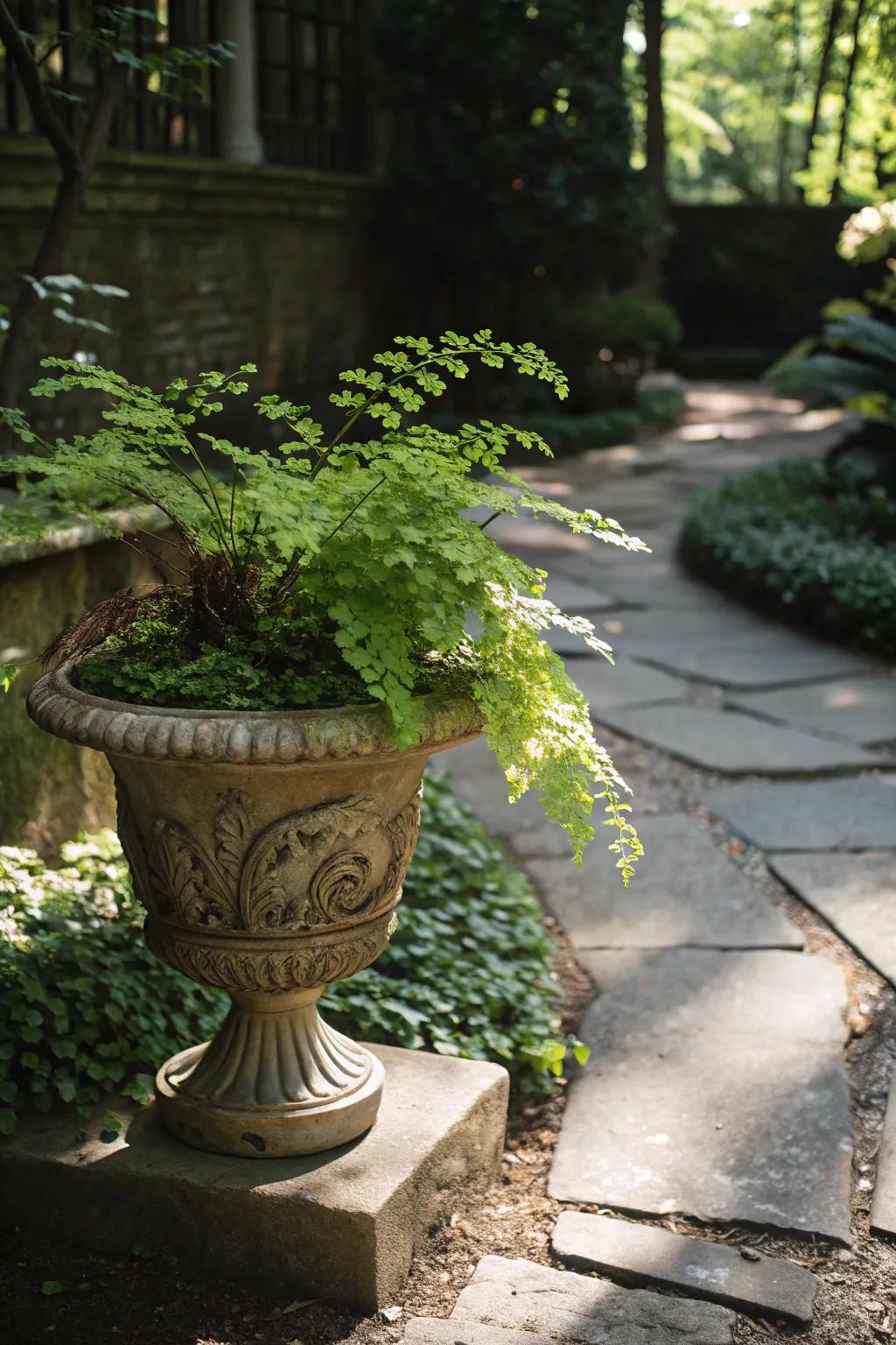 Maidenhair fern in a vintage pot, adding a touch of woodland elegance to a shaded spot.