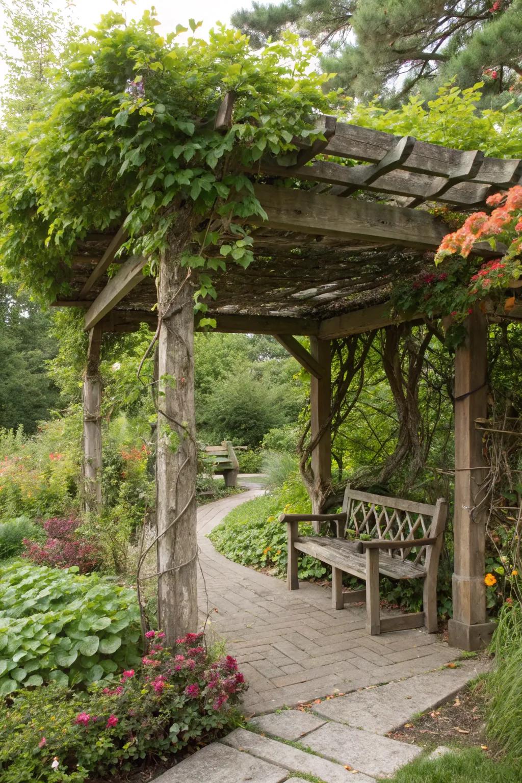 A classic pergola with climbing vines offers a blend of shade and natural beauty.