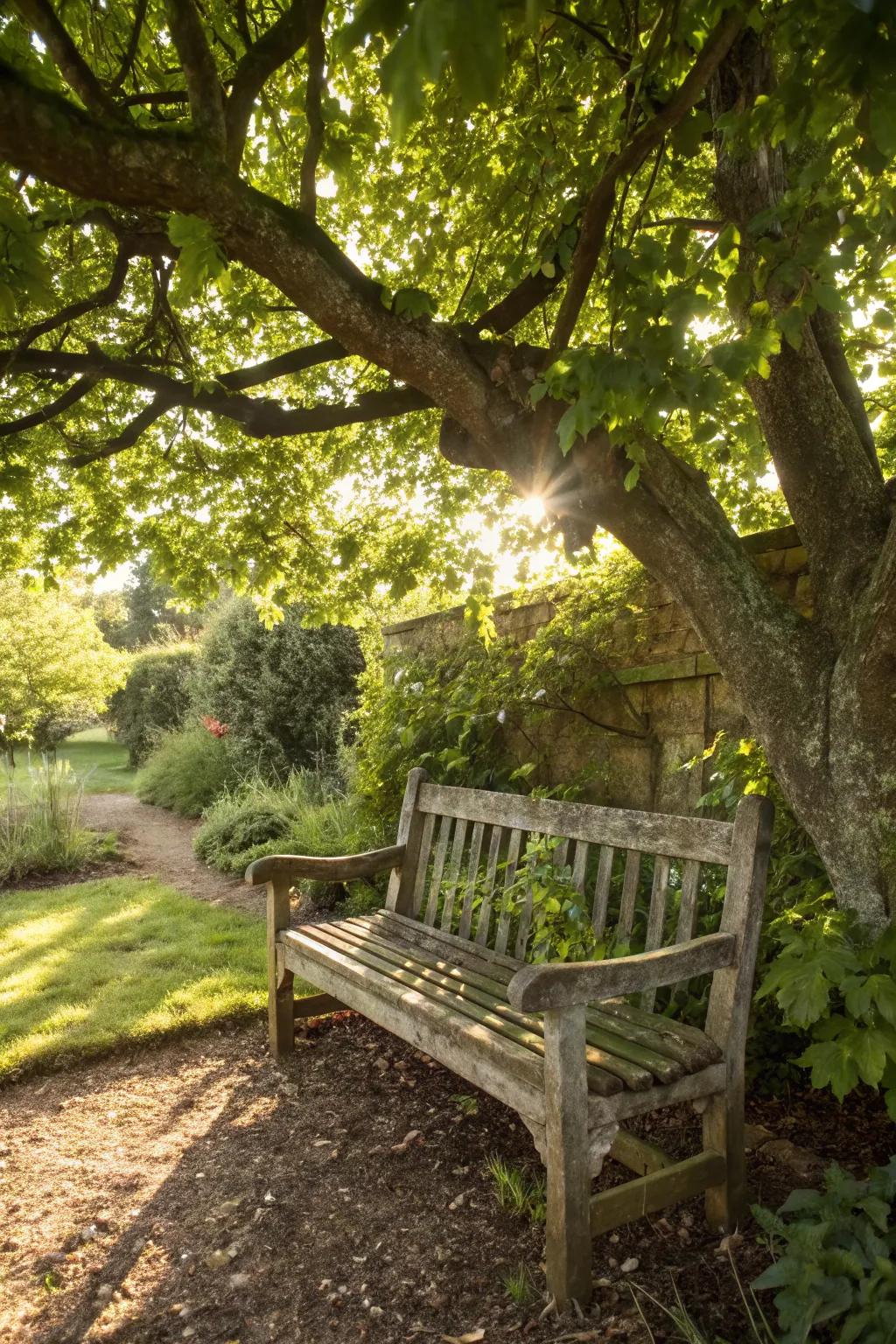 Sun-dappled rustic wooden bench under a leafy canopy.