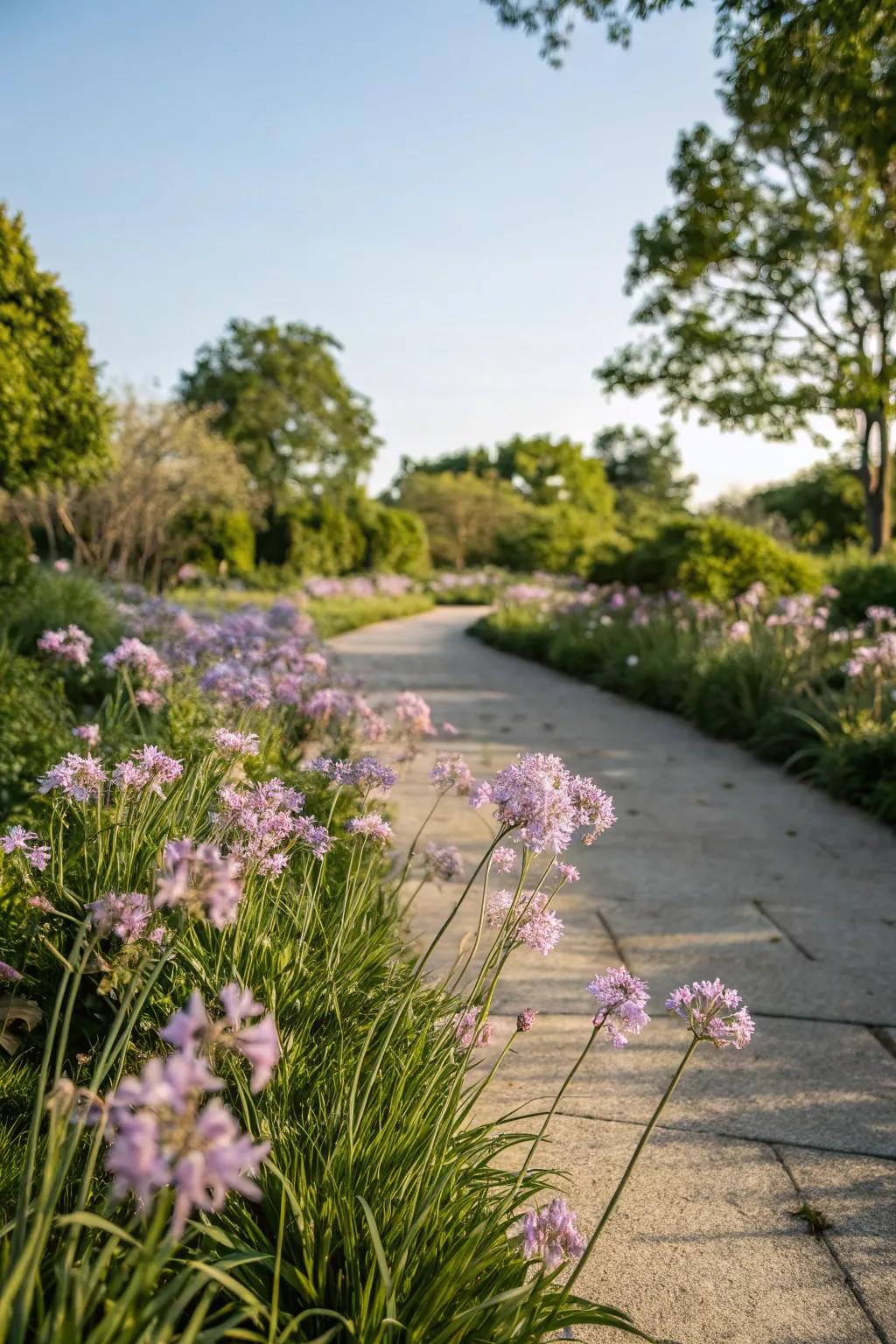 Society garlic adds a soft, colorful edge to garden paths.