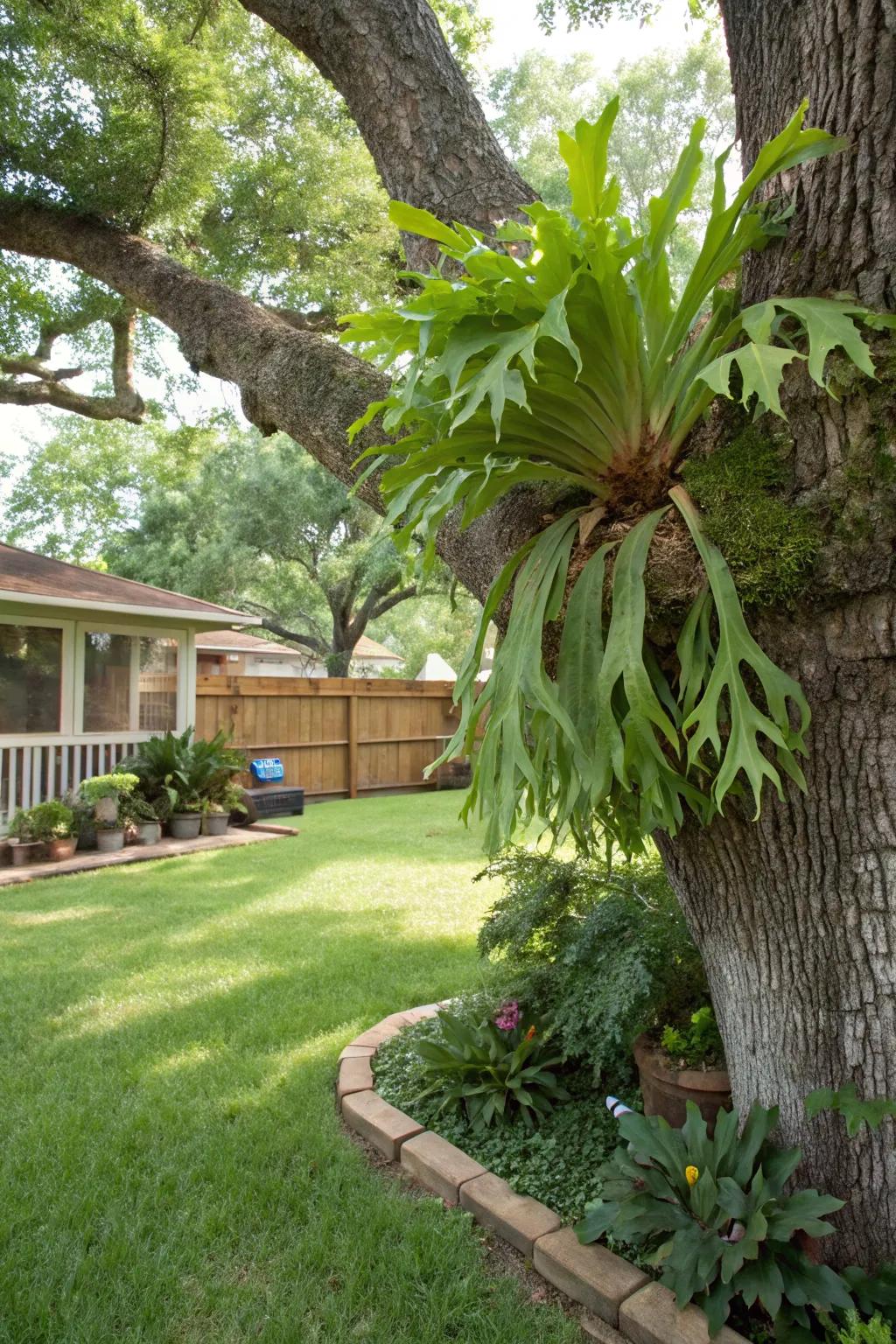 Nature meets art: a staghorn fern elegantly mounted on a tree trunk.