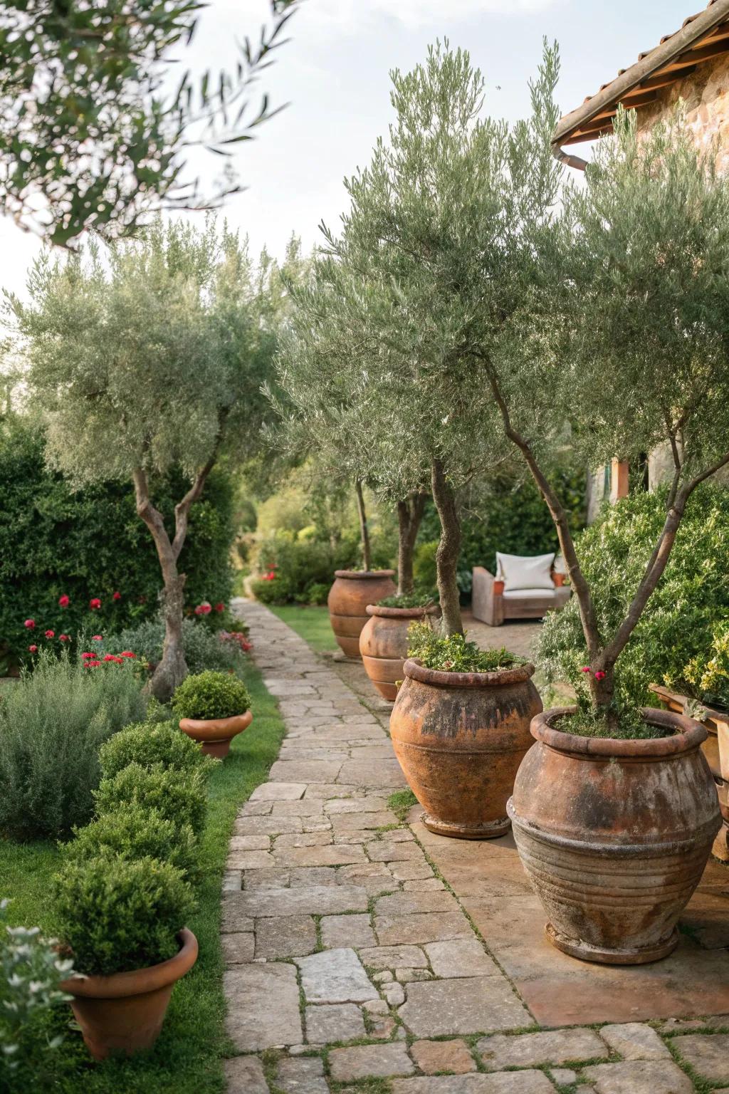 Olive trees in terracotta pots bring classic Tuscan charm.