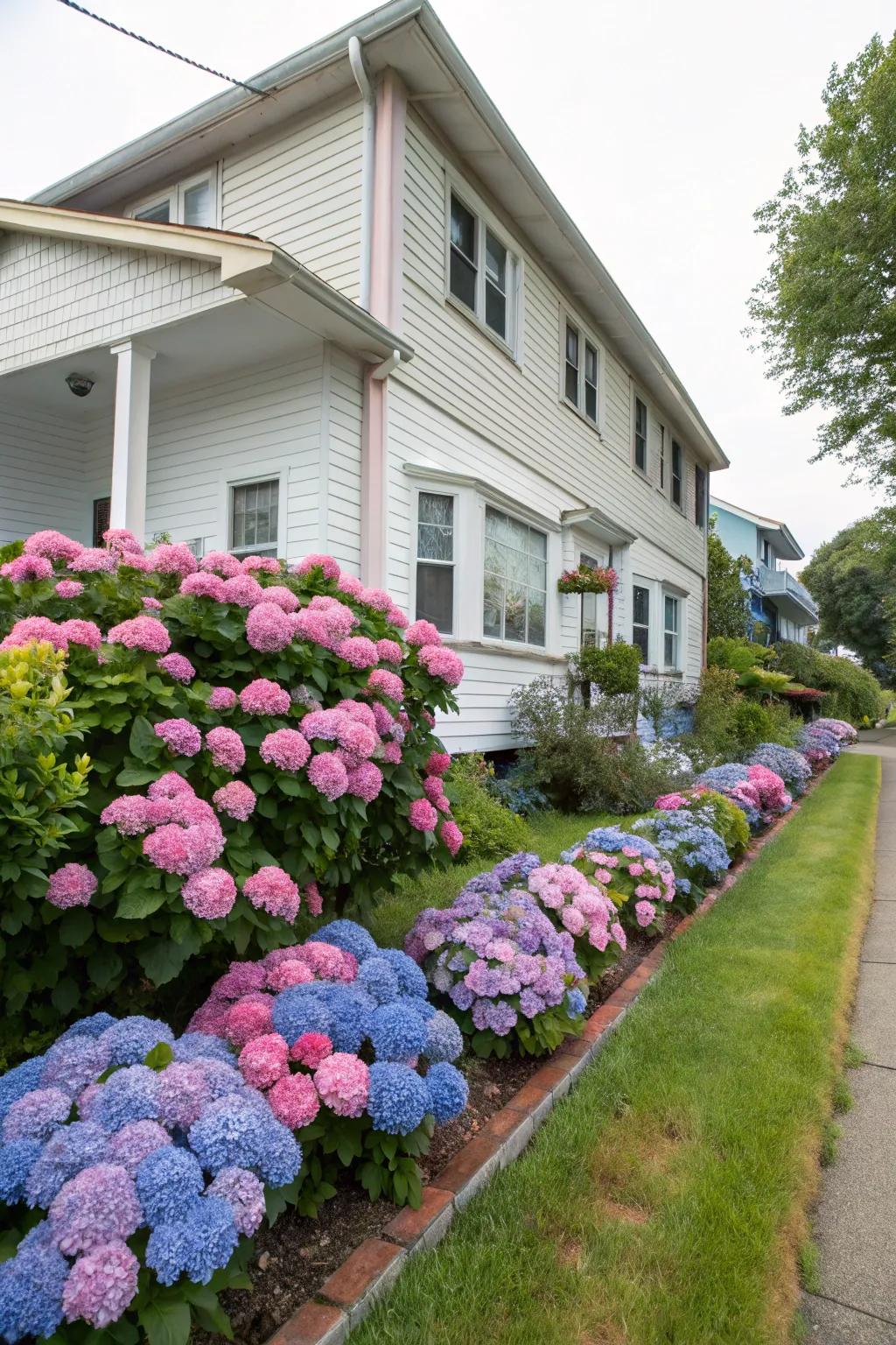 Hydrangeas add a splash of color and elegance to any home's foundation.
