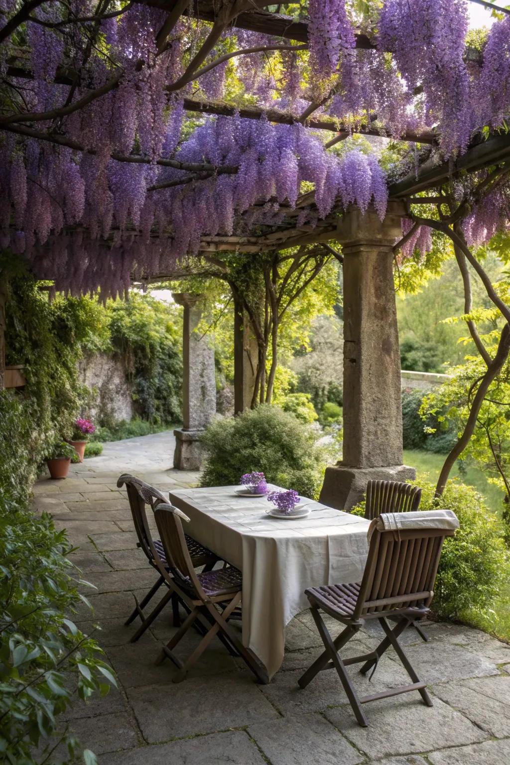 A charming outdoor dining setup under a canopy of wisteria.