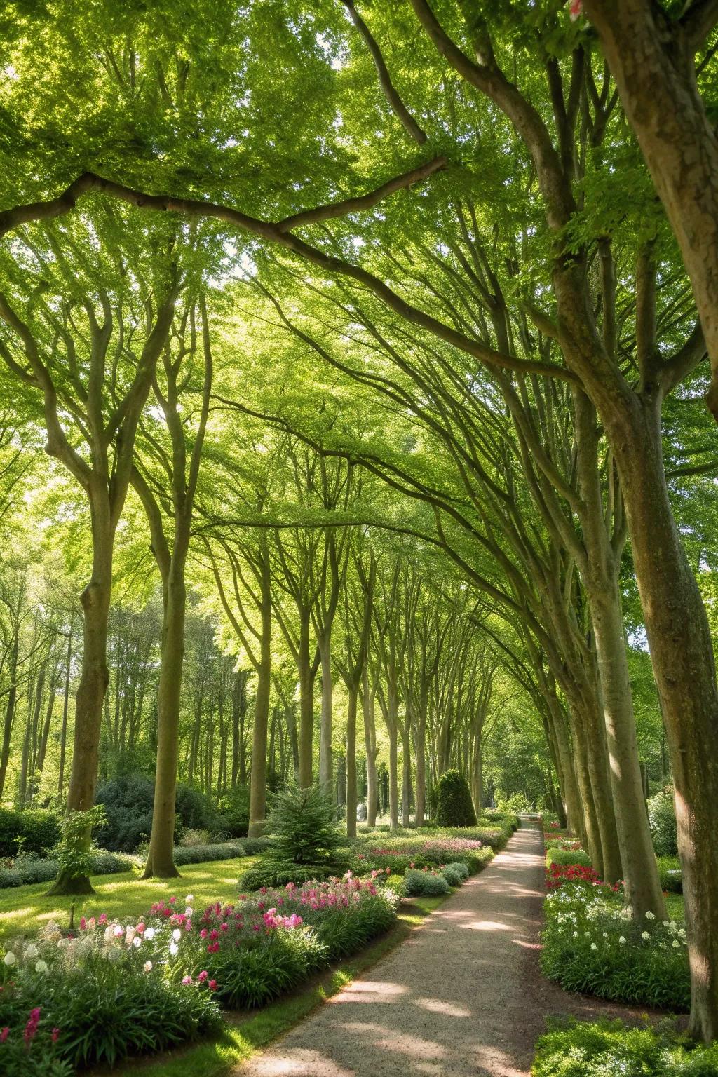 Tall trees create a natural canopy, providing shade and structure.