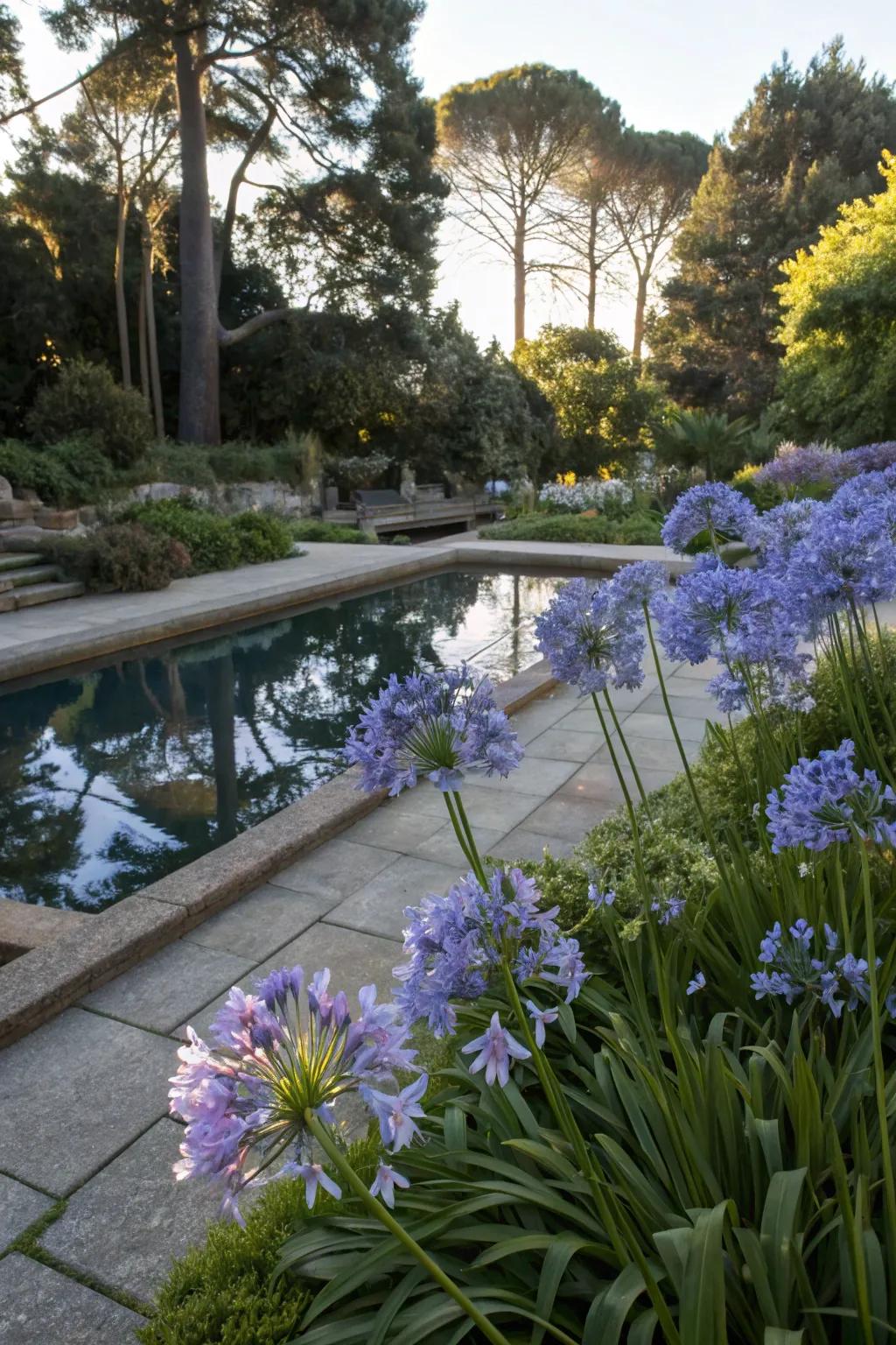 Enhance water features with the reflective beauty of agapanthus.