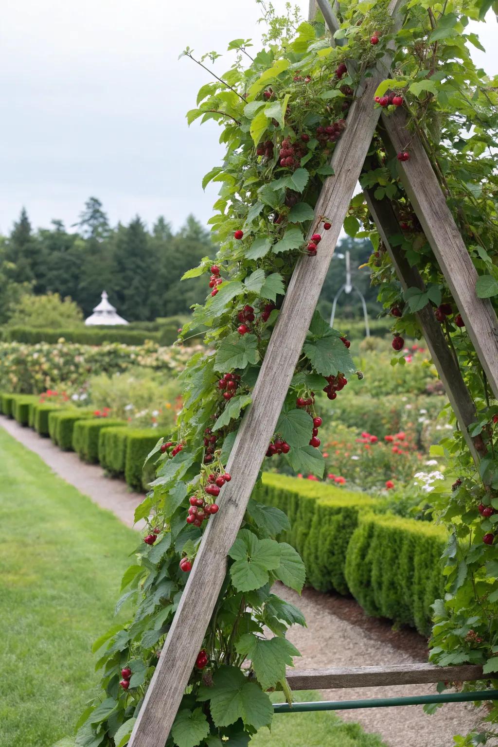 A-frame trellis provides sturdy support for berry plants in the garden.