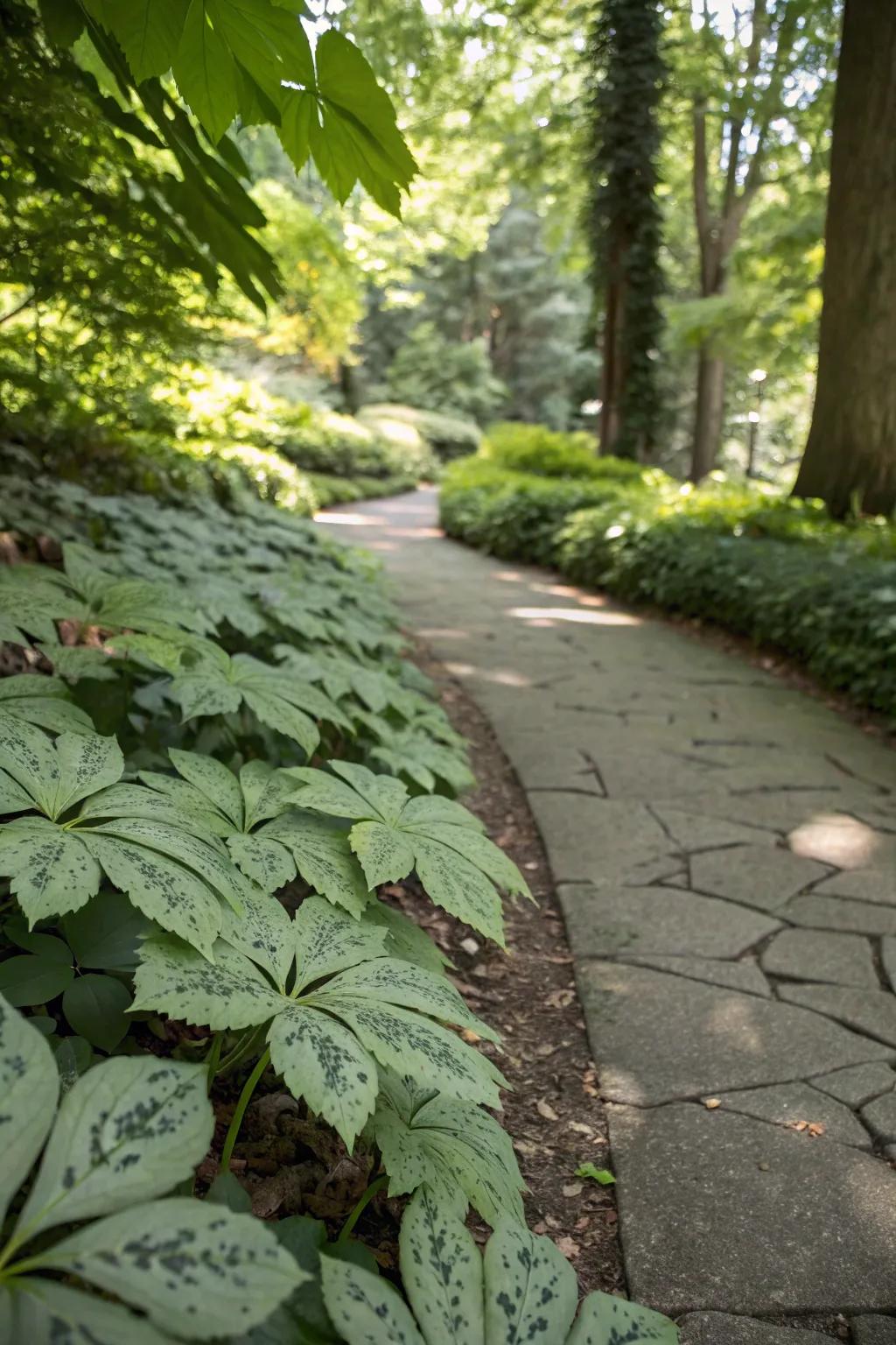 Virginia Waterleaf thriving in the shade along a garden path.
