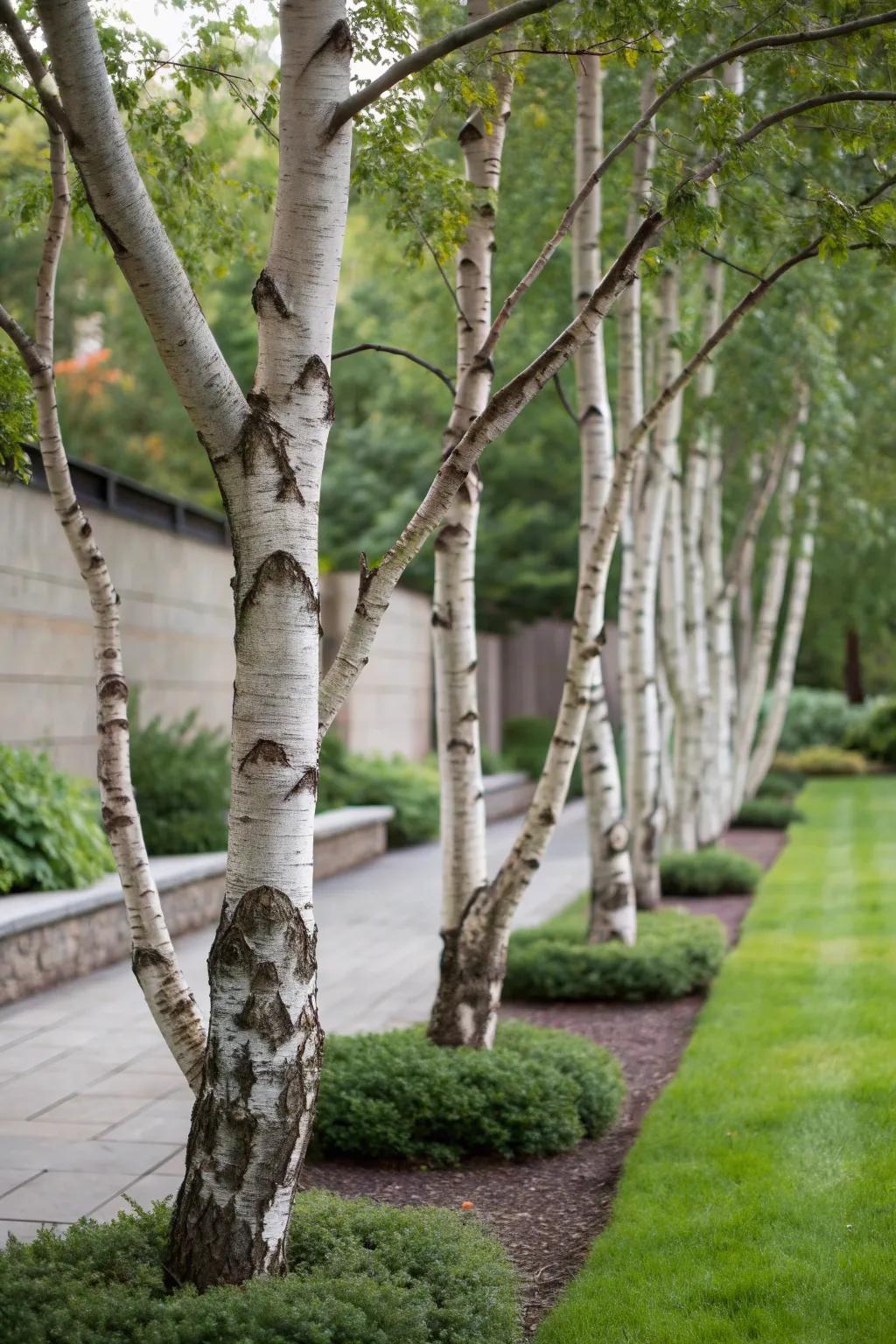 Birch trees can serve as living art pieces in your garden.