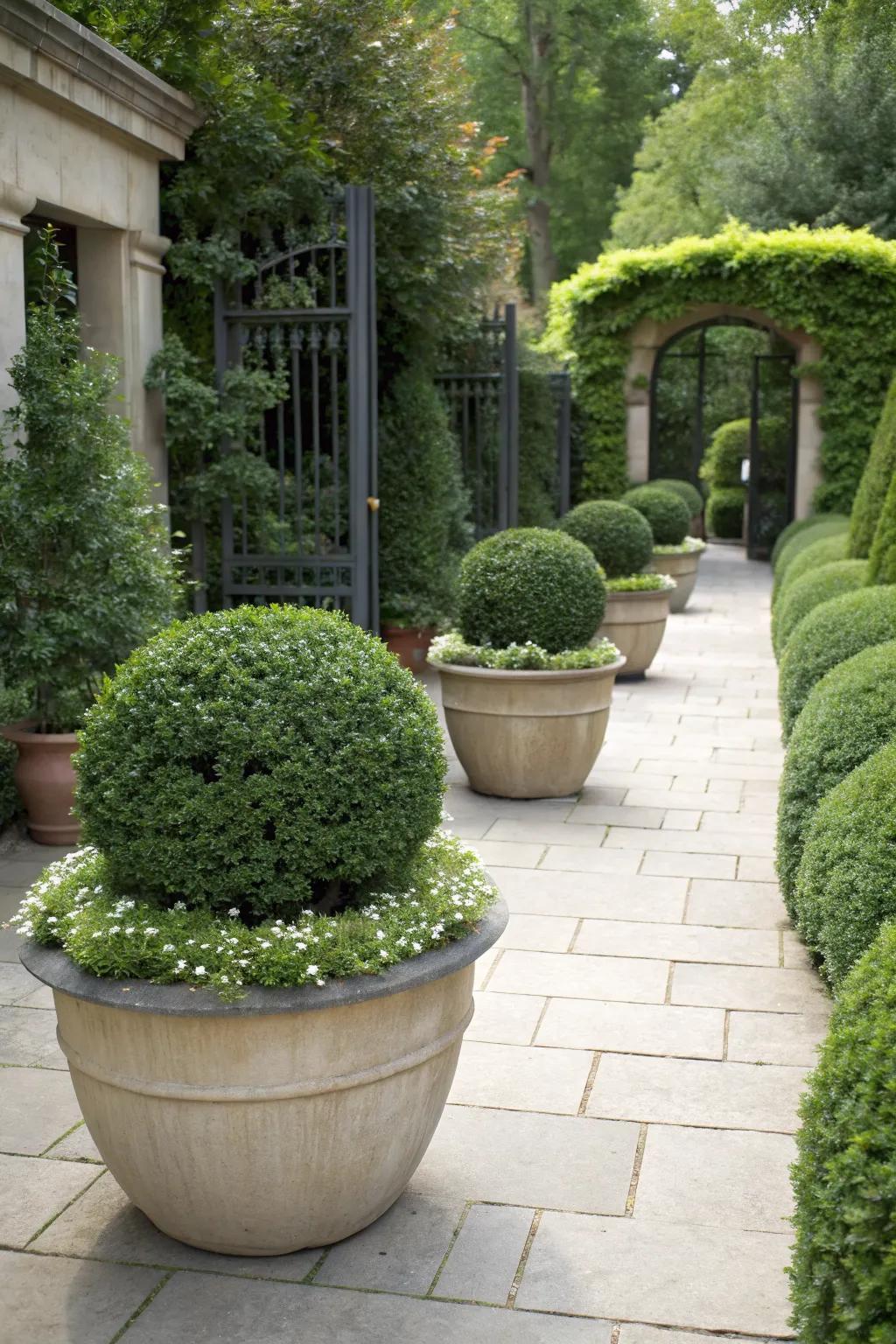 Circular boxwood planters accentuating a garden entrance.