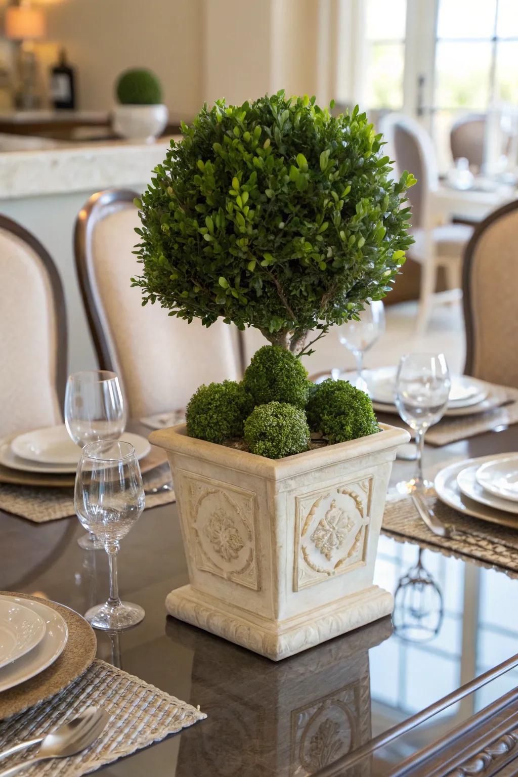 Tabletop elegance: Boxwood as a centerpiece.