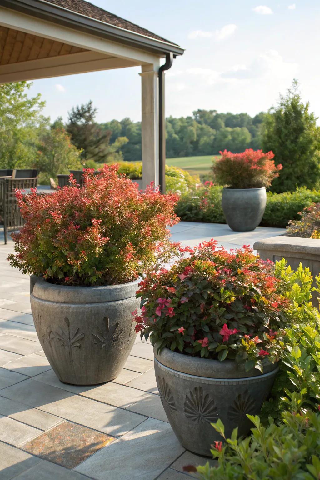 Container-planted burning bushes provide versatile garden accents.
