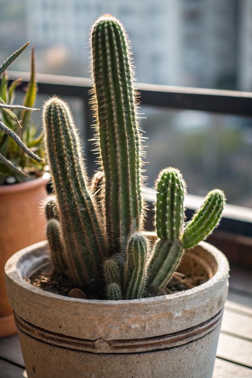 Cacti of different heights create visual interest.