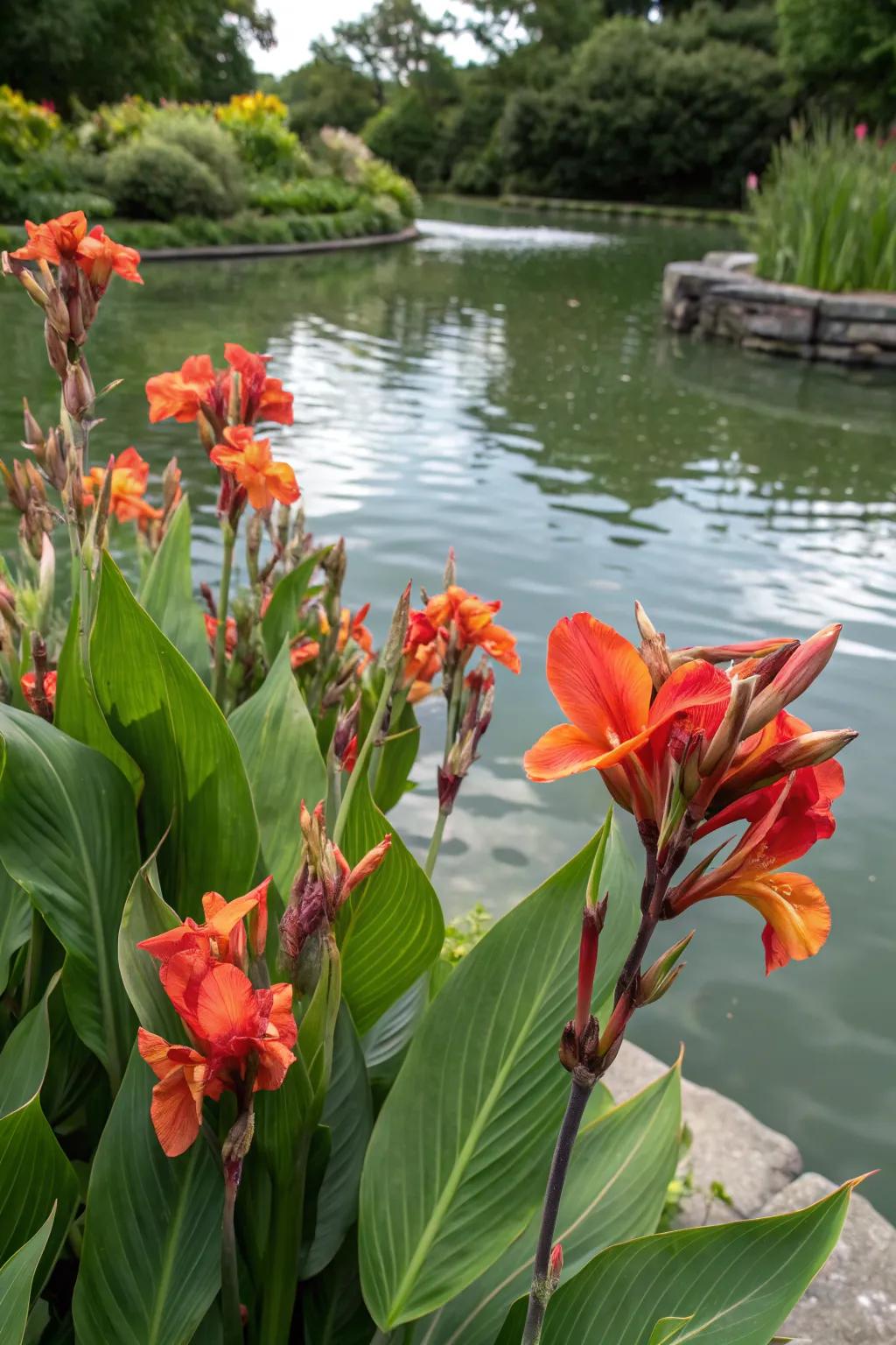 Canna lilies bring lush beauty to water gardens.