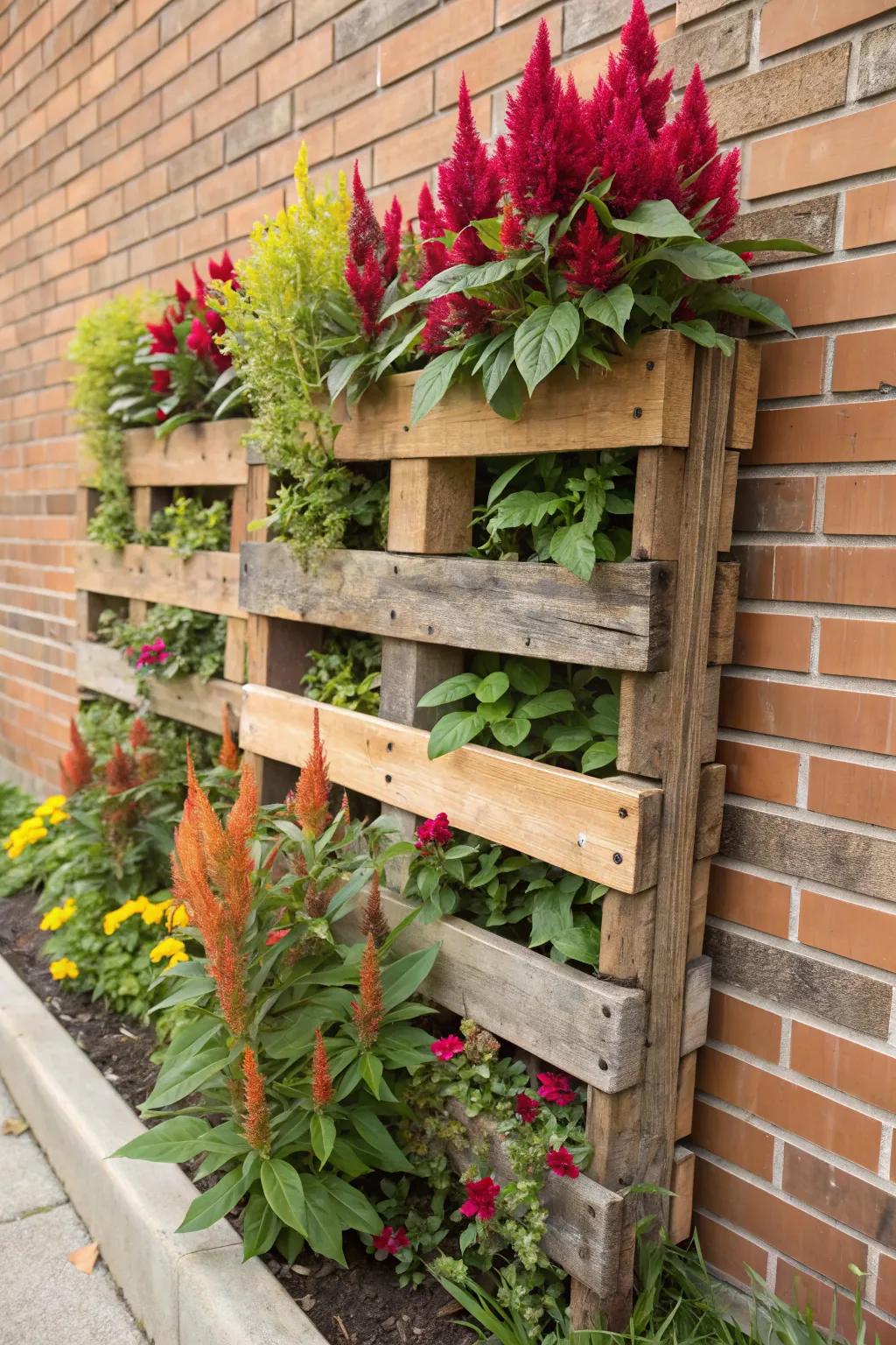 Pallet gardens offer an eco-friendly way to display celosia.