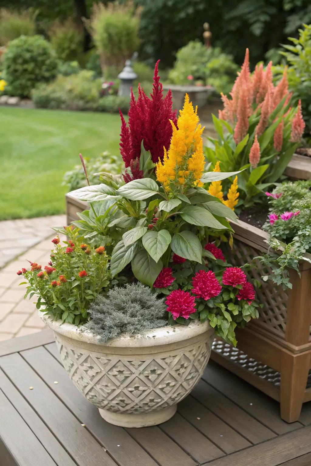 Celosia in mixed planters creates a lush, colorful display.