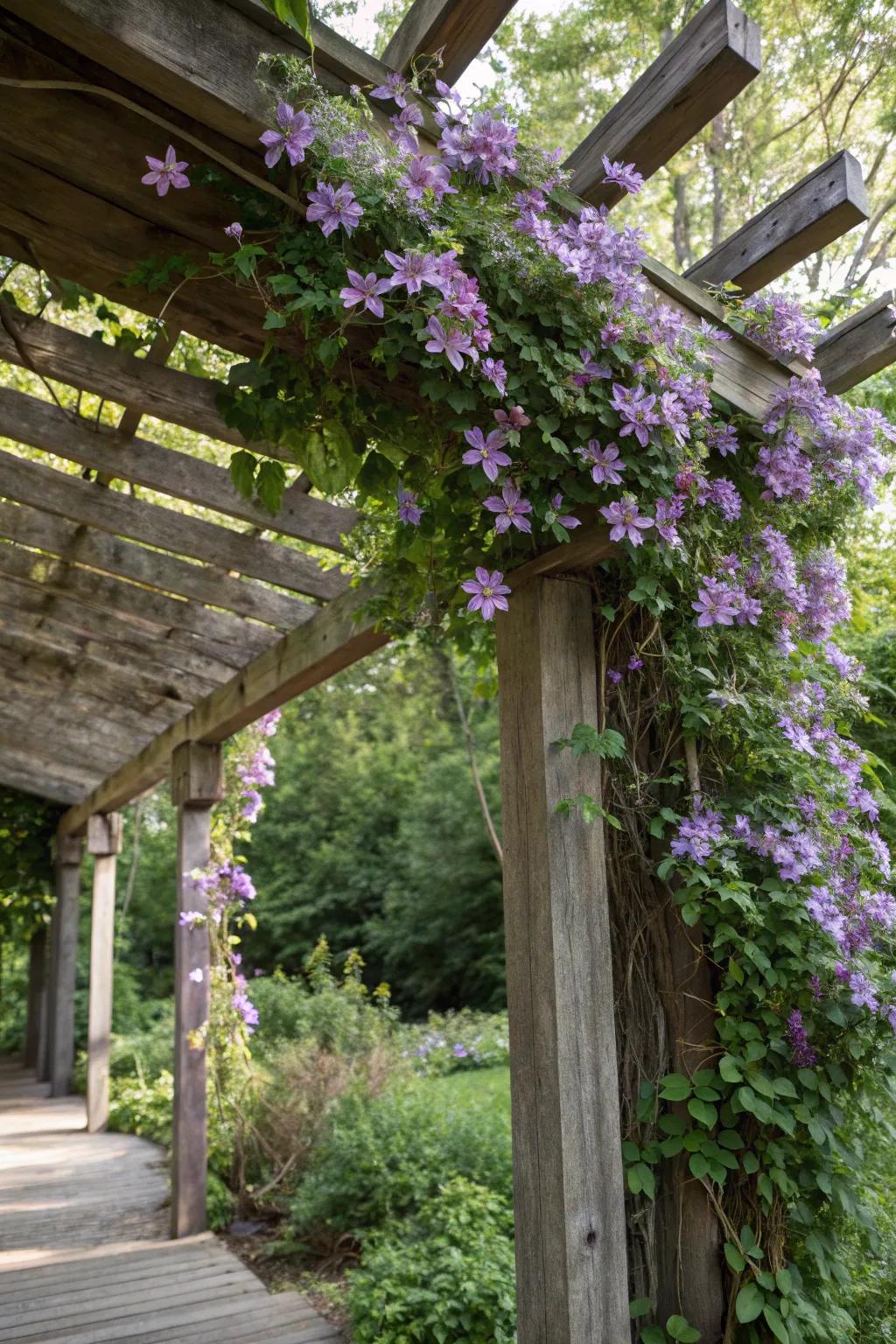 A pergola transformed into a floral paradise with clematis.