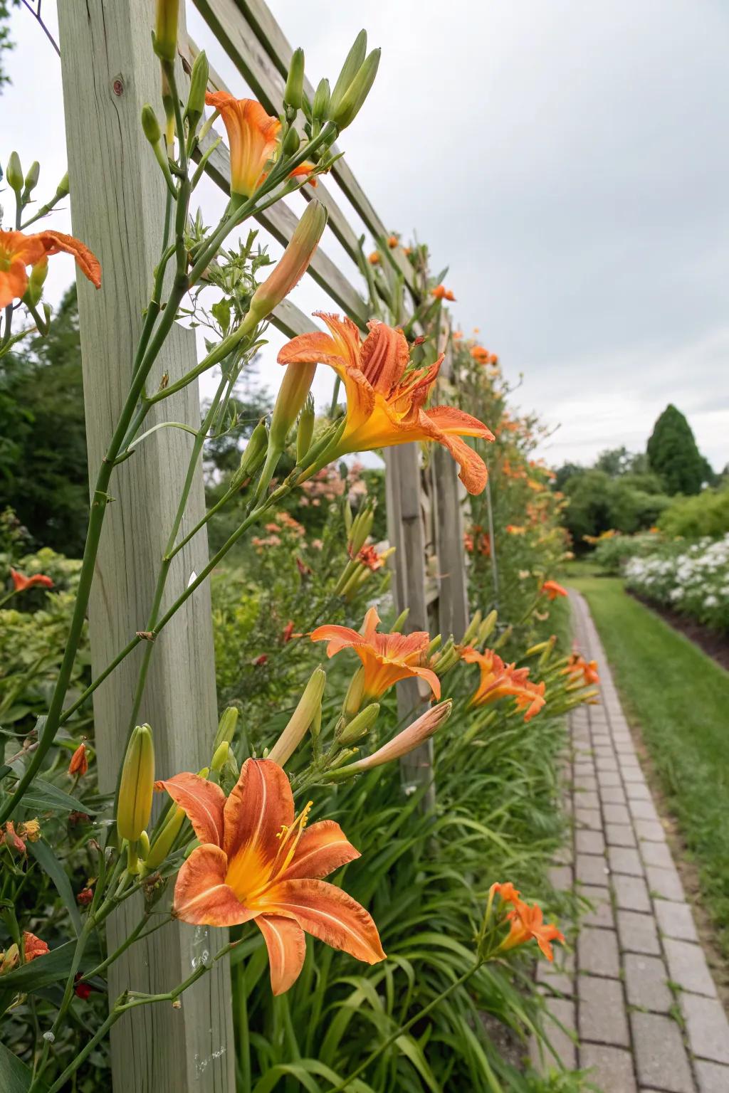 Vertical daylily garden for creative space use.