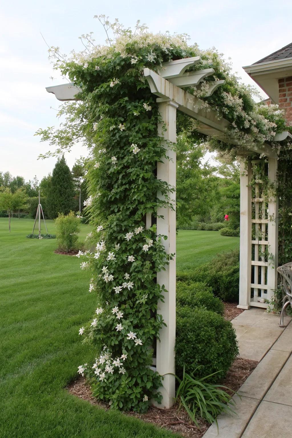 Evergreen clematis on a trellis offers privacy all year long.