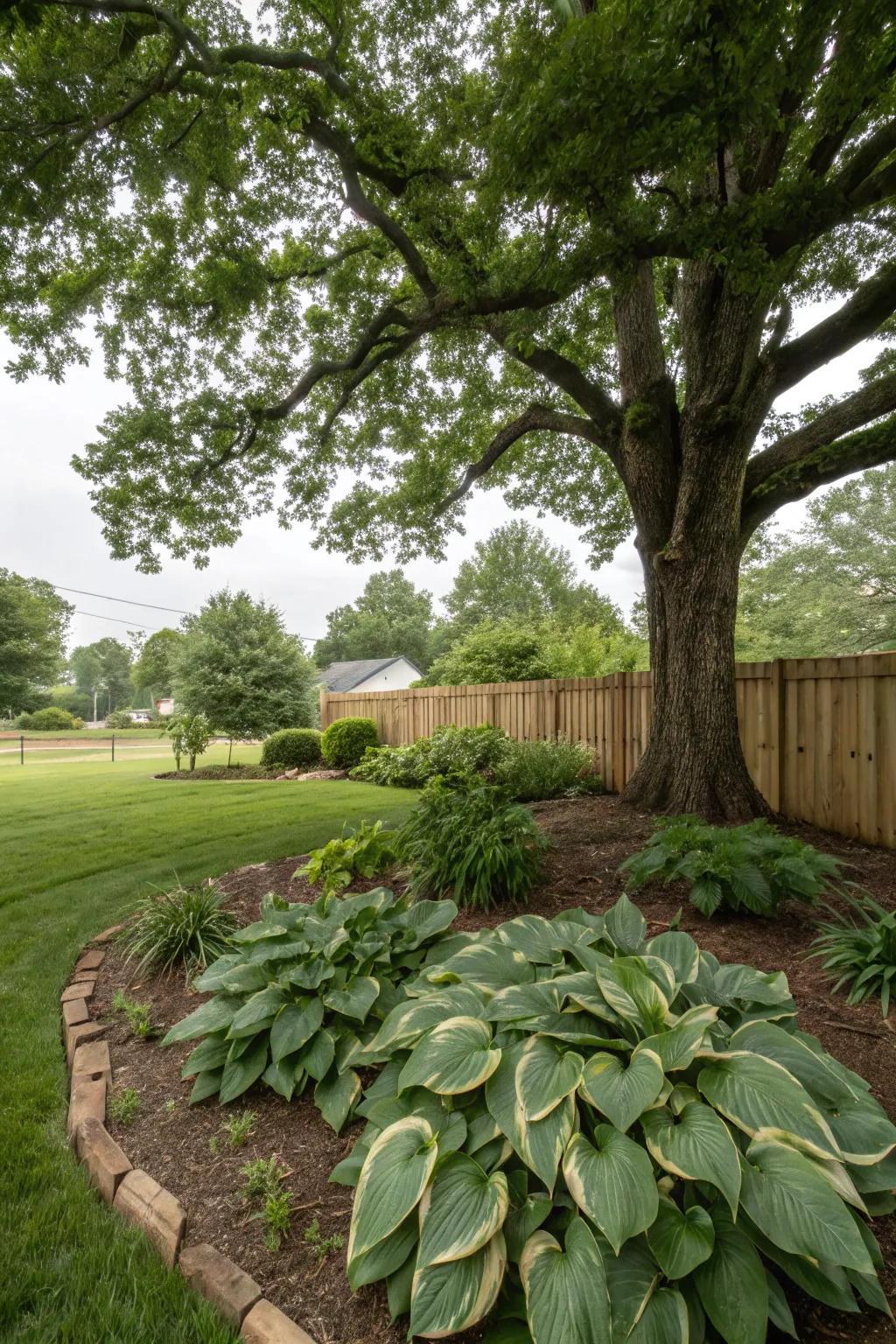 Hostas thrive in shady areas, adding lush greenery.